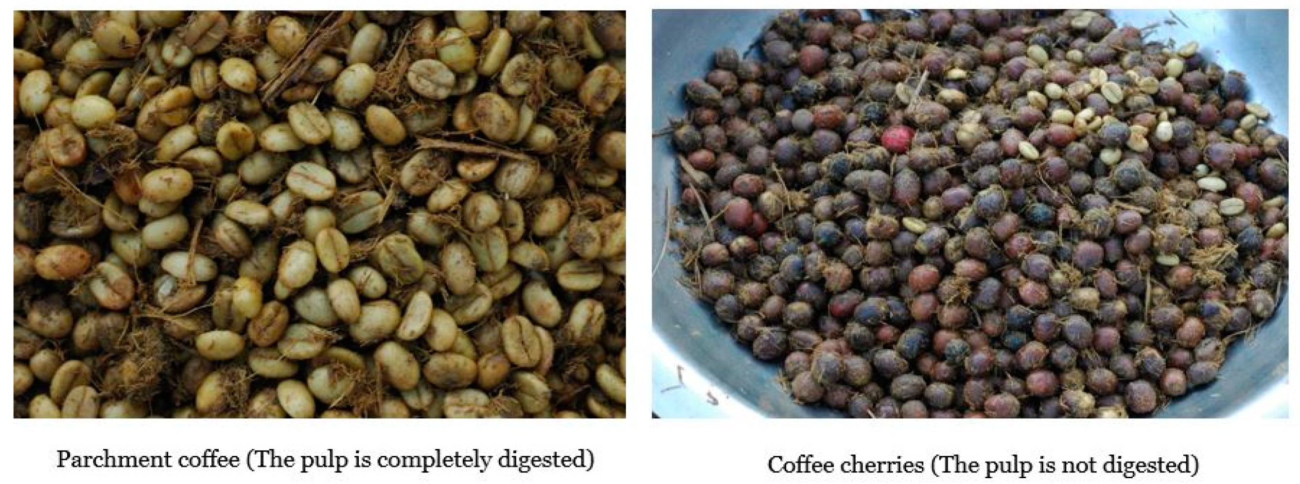 Antioxidants 09 00408 g001