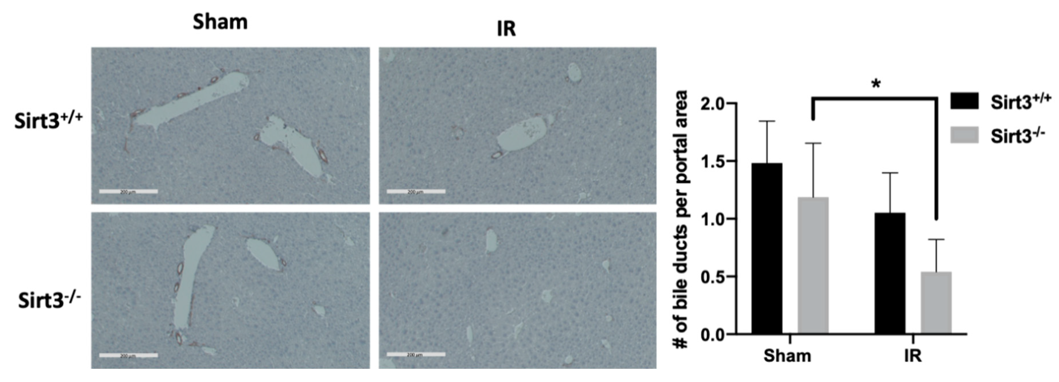 Antioxidants 09 00409 g004