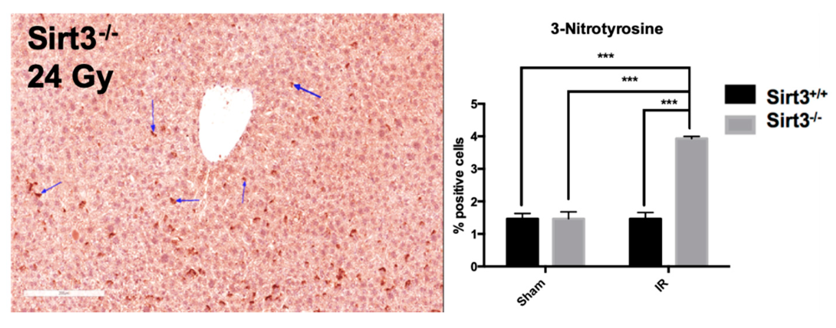 Antioxidants 09 00409 g006