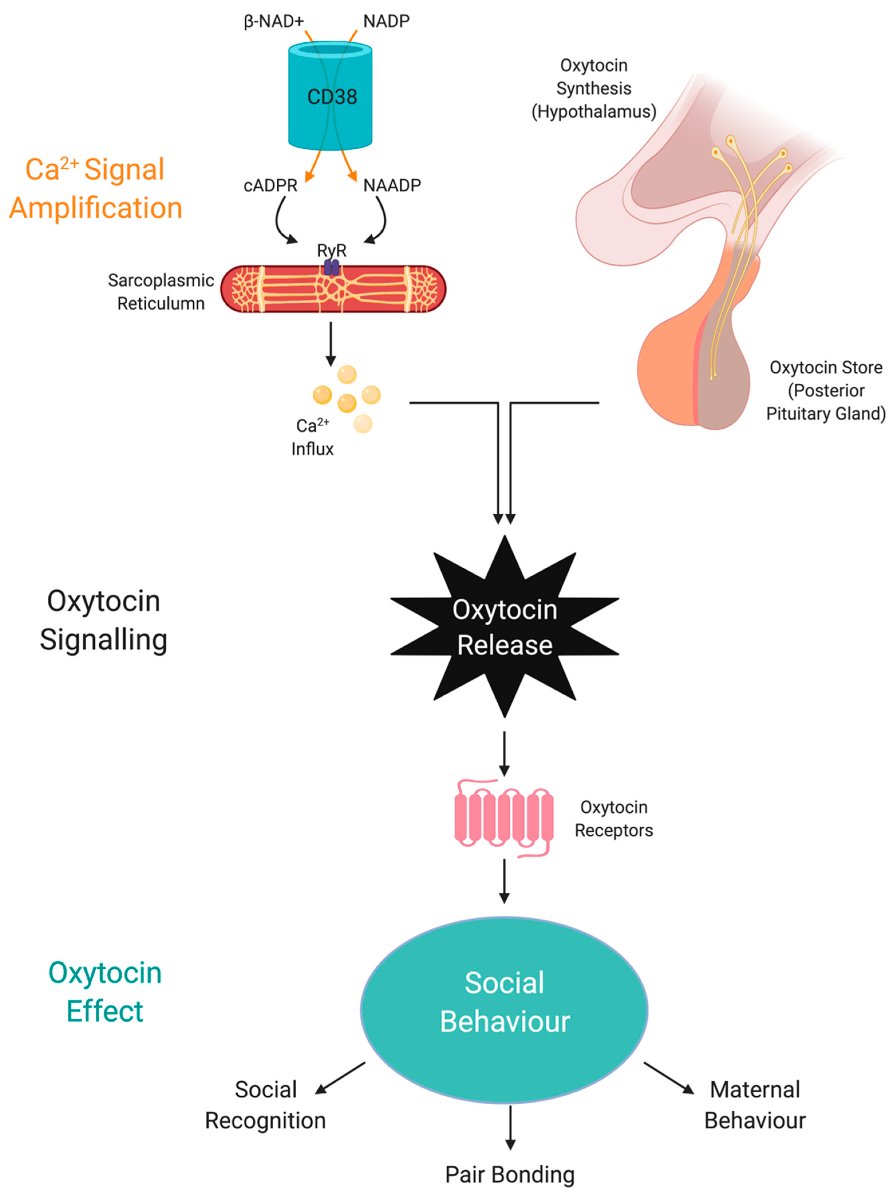 Antioxidants 09 00425 g003