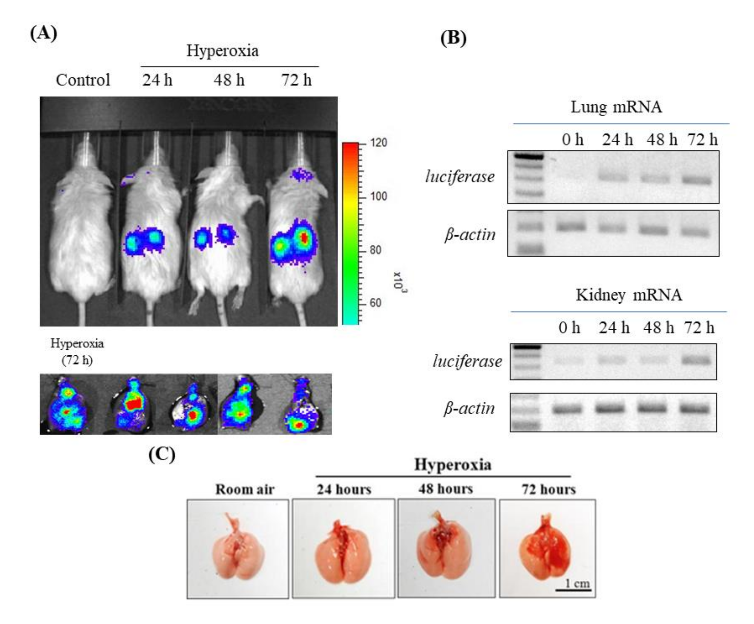 Antioxidants 09 00429 g001