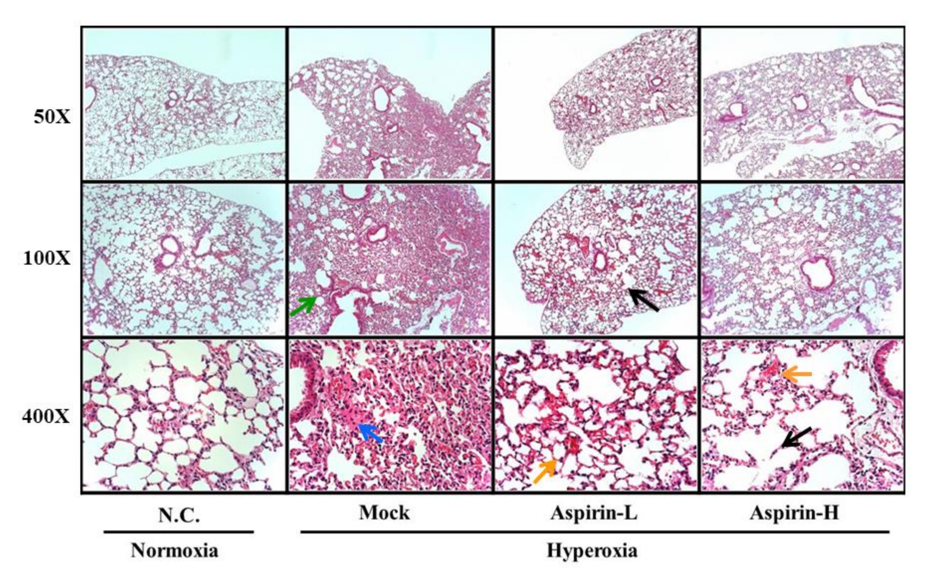 Antioxidants 09 00429 g005