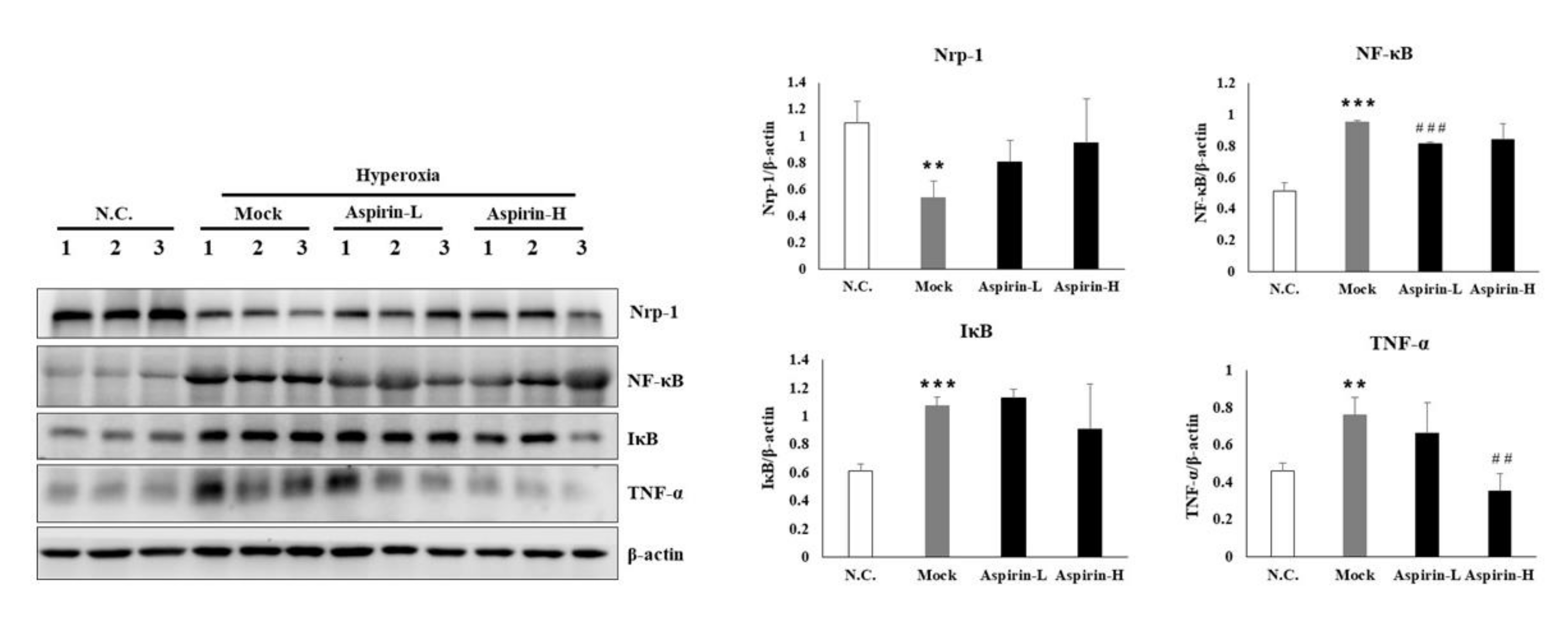 Antioxidants 09 00429 g007