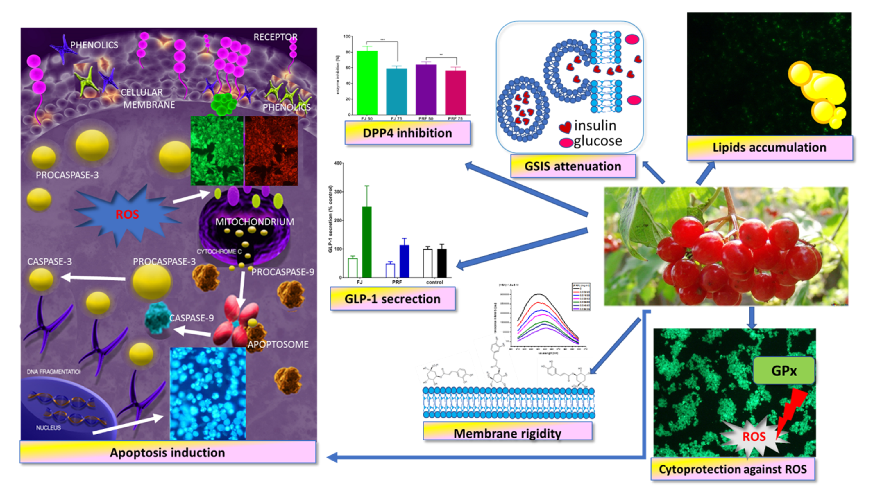 Antioxidants 09 00433 g013