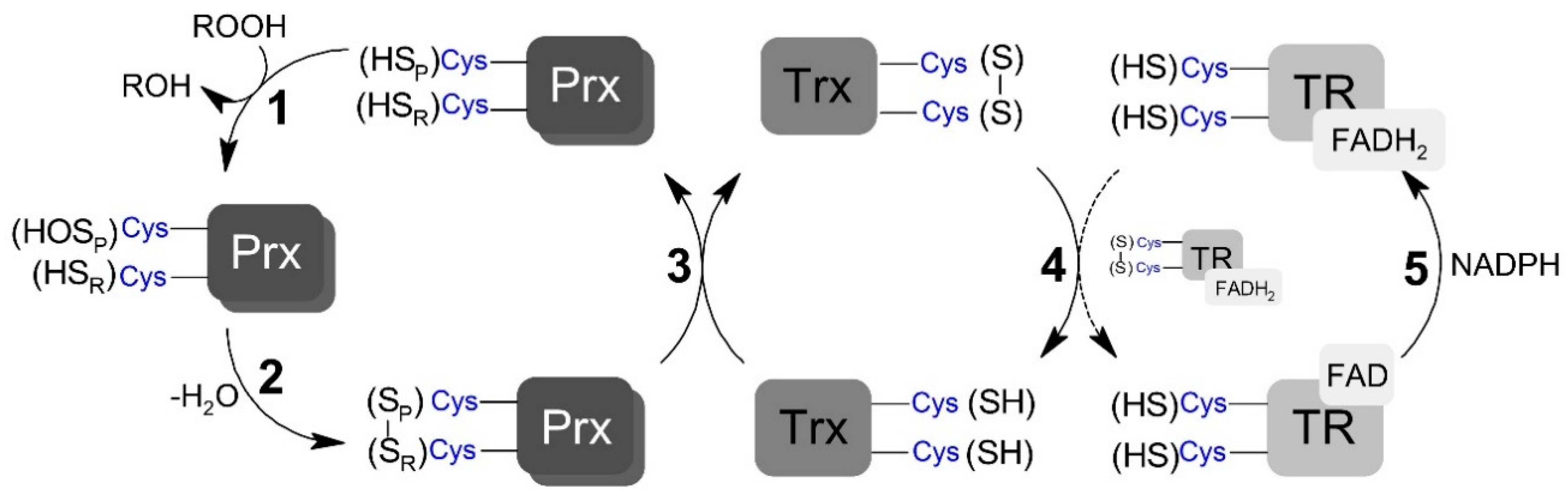 Antioxidants 09 00434 sch001