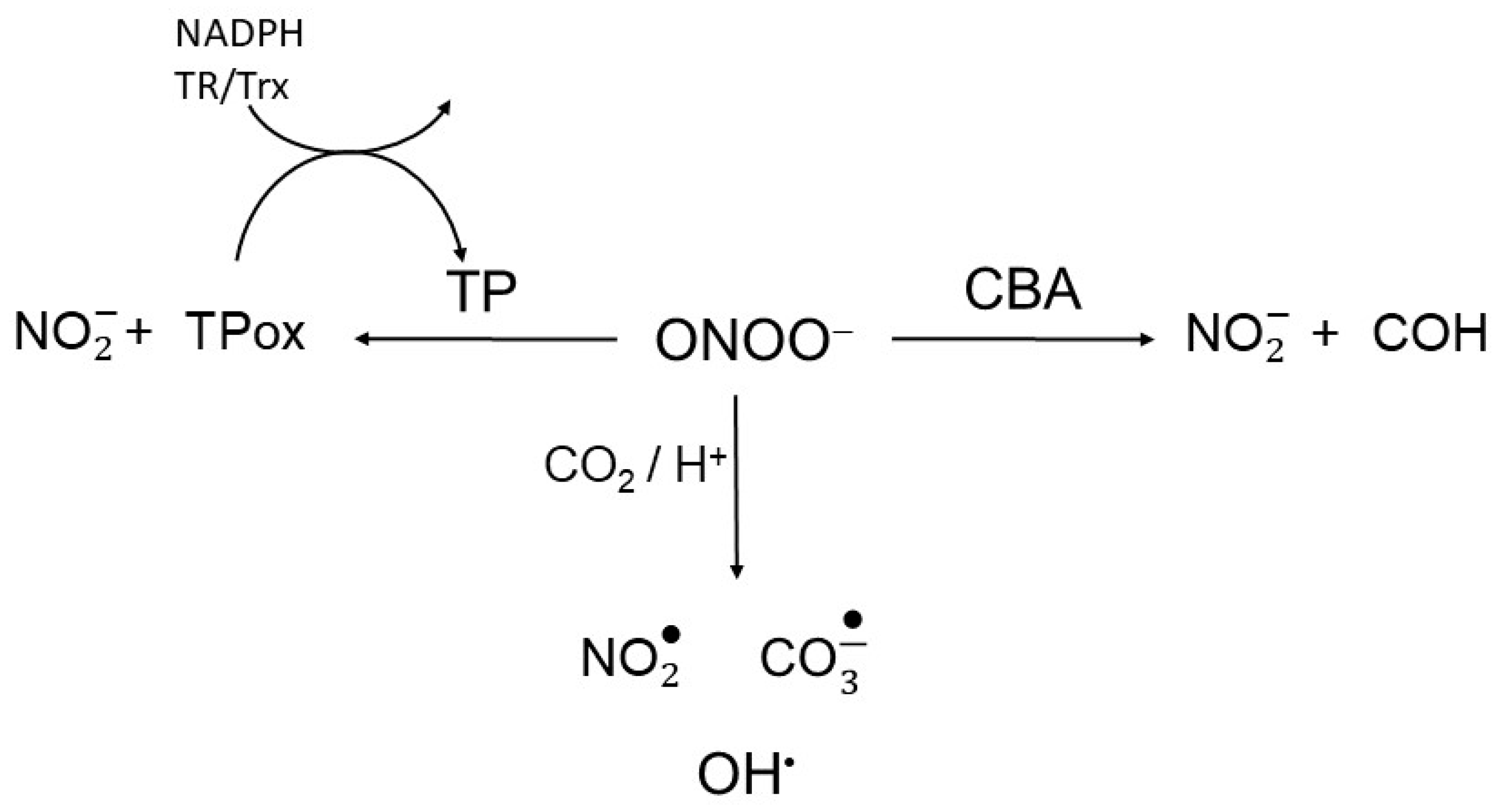 Antioxidants 09 00434 sch002