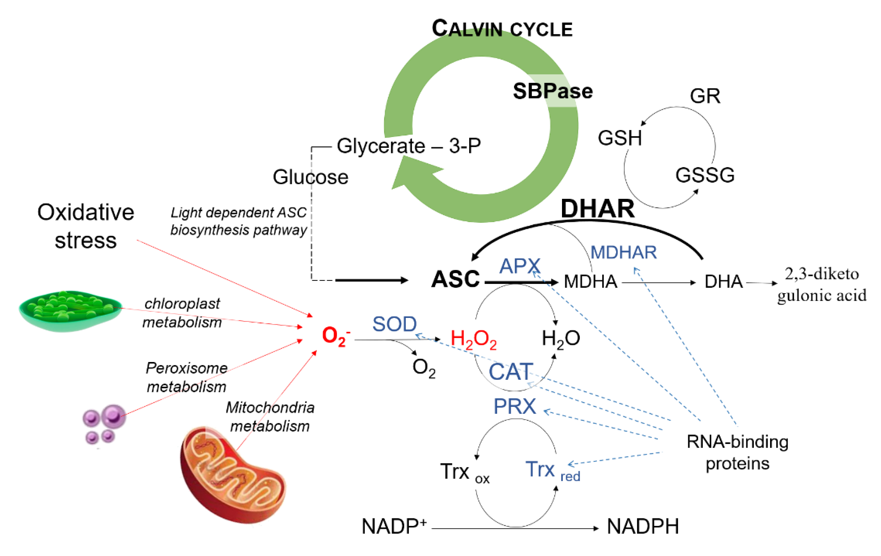 Antioxidants 09 00435 g006