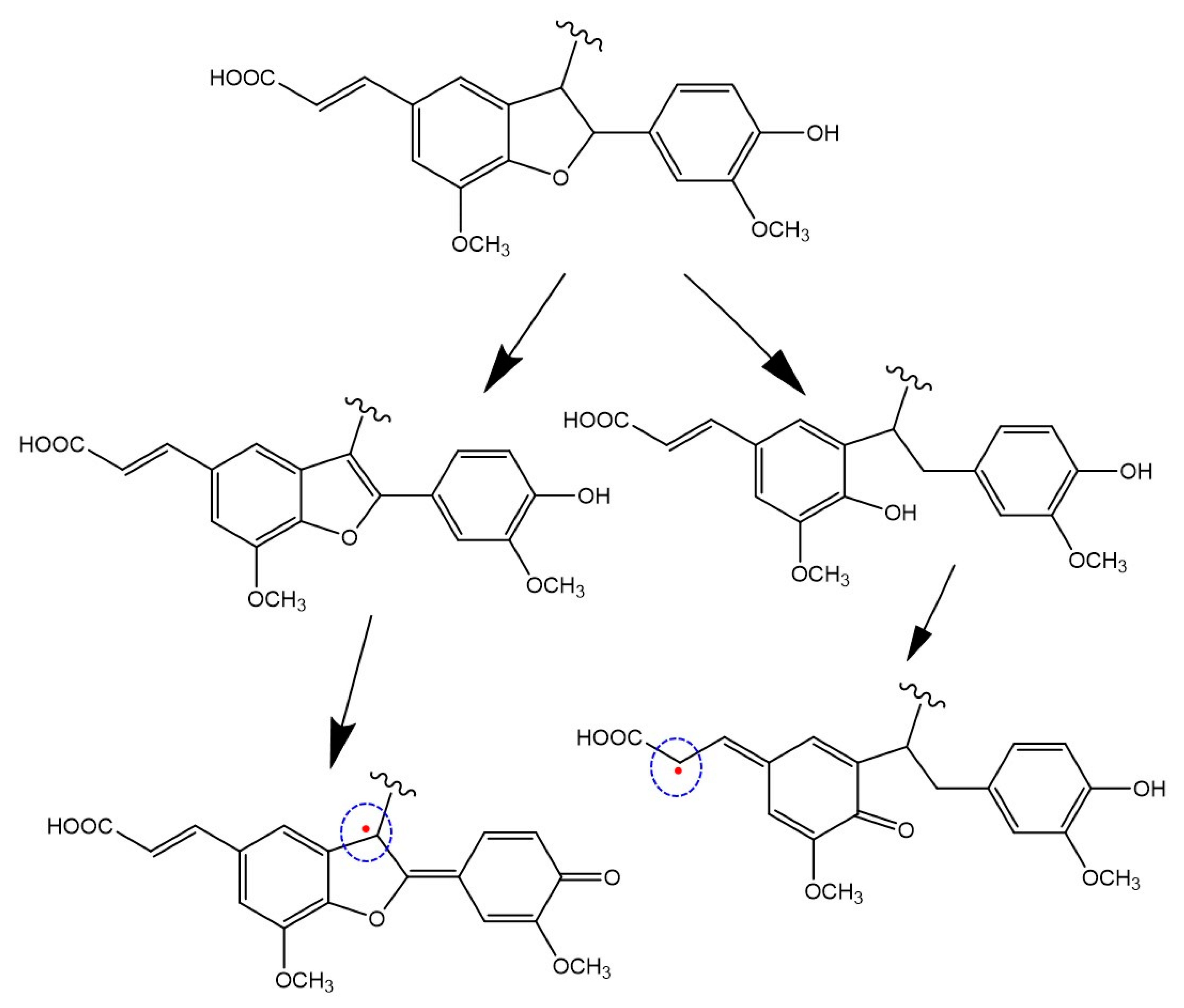 Antioxidants 09 00438 g008 Antioxidants 09 00438 g008