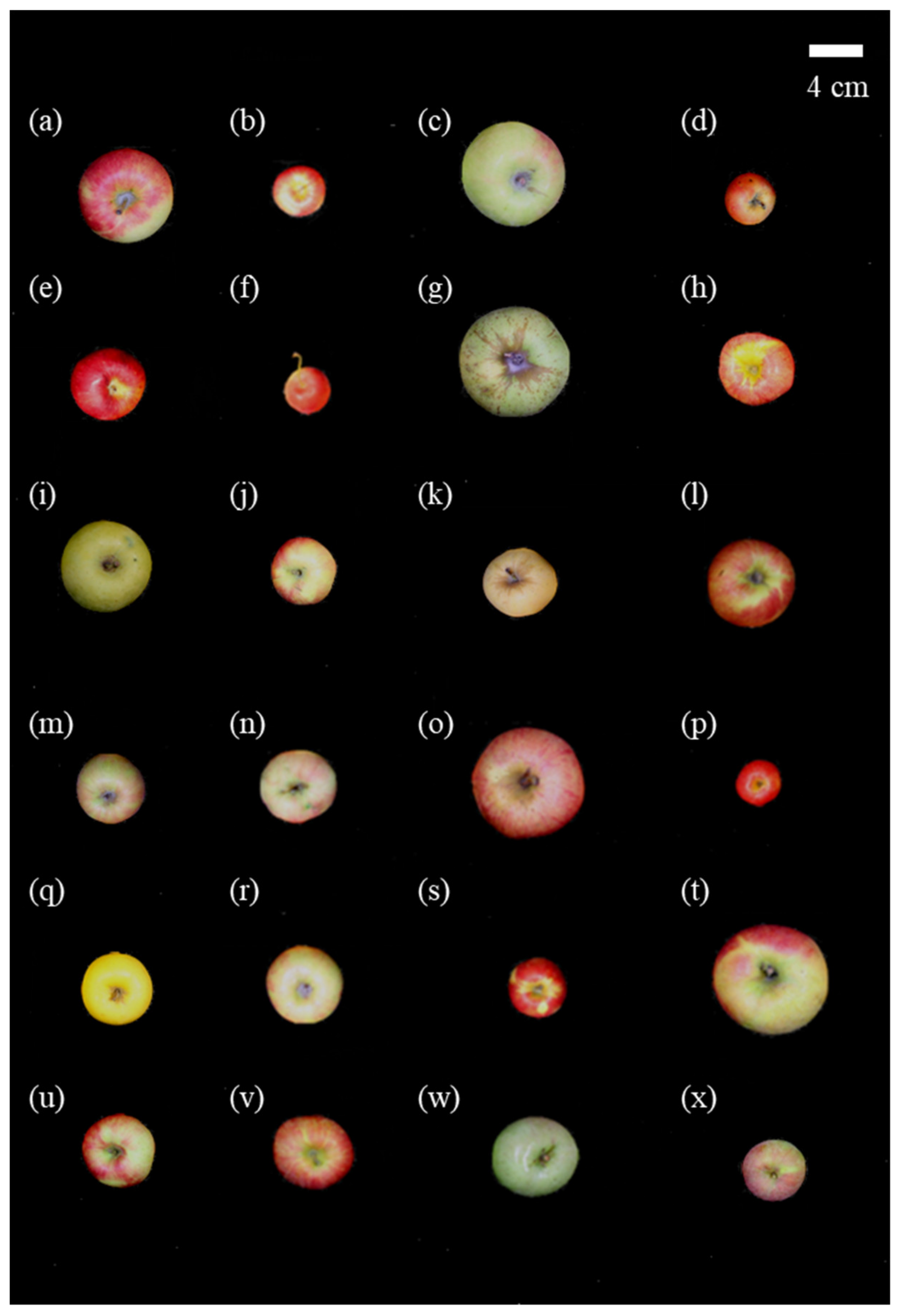 Antioxidants 09 00443 g001 Antioxidants 09 00443 g001