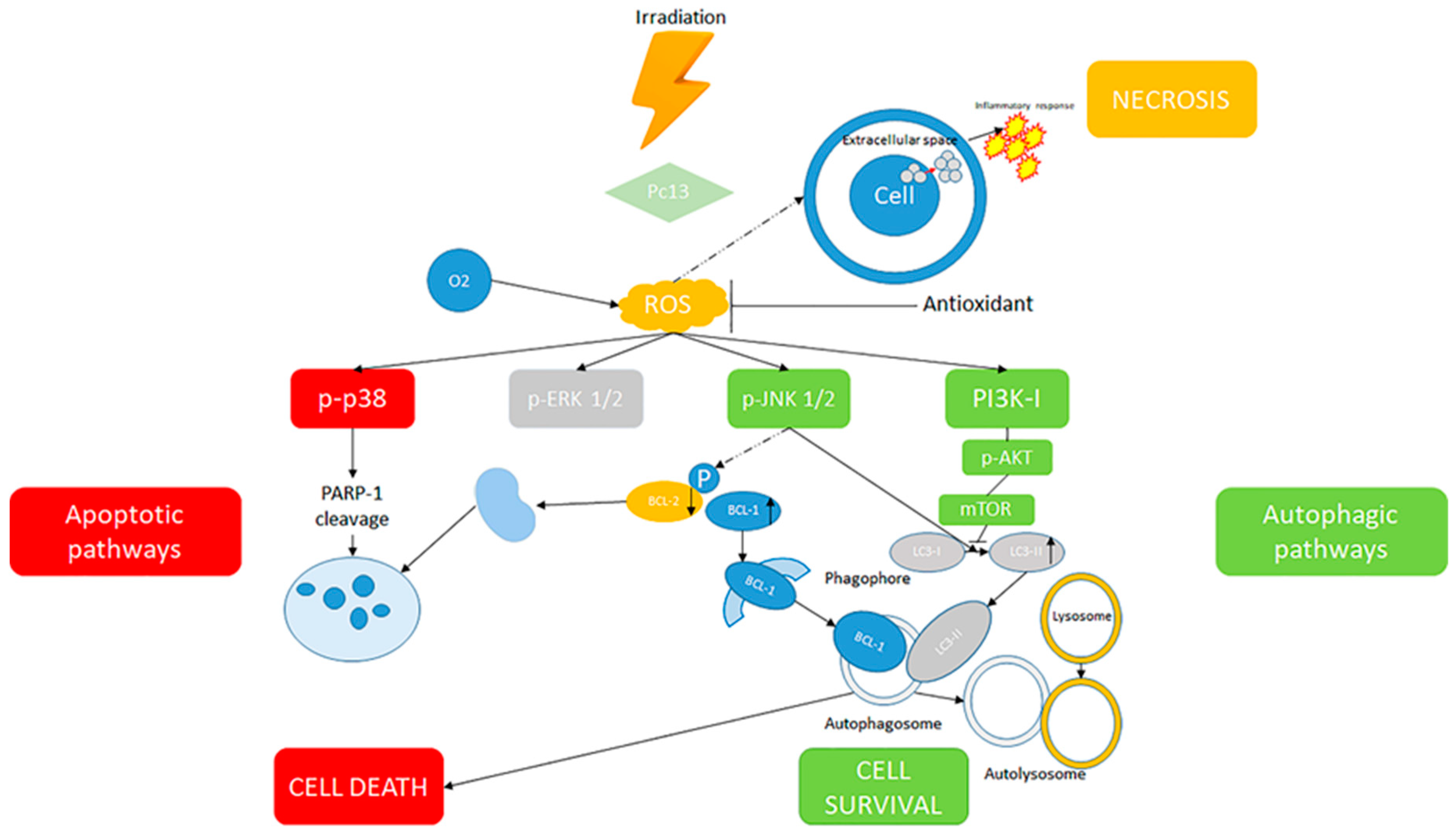 Antioxidants 09 00448 g003