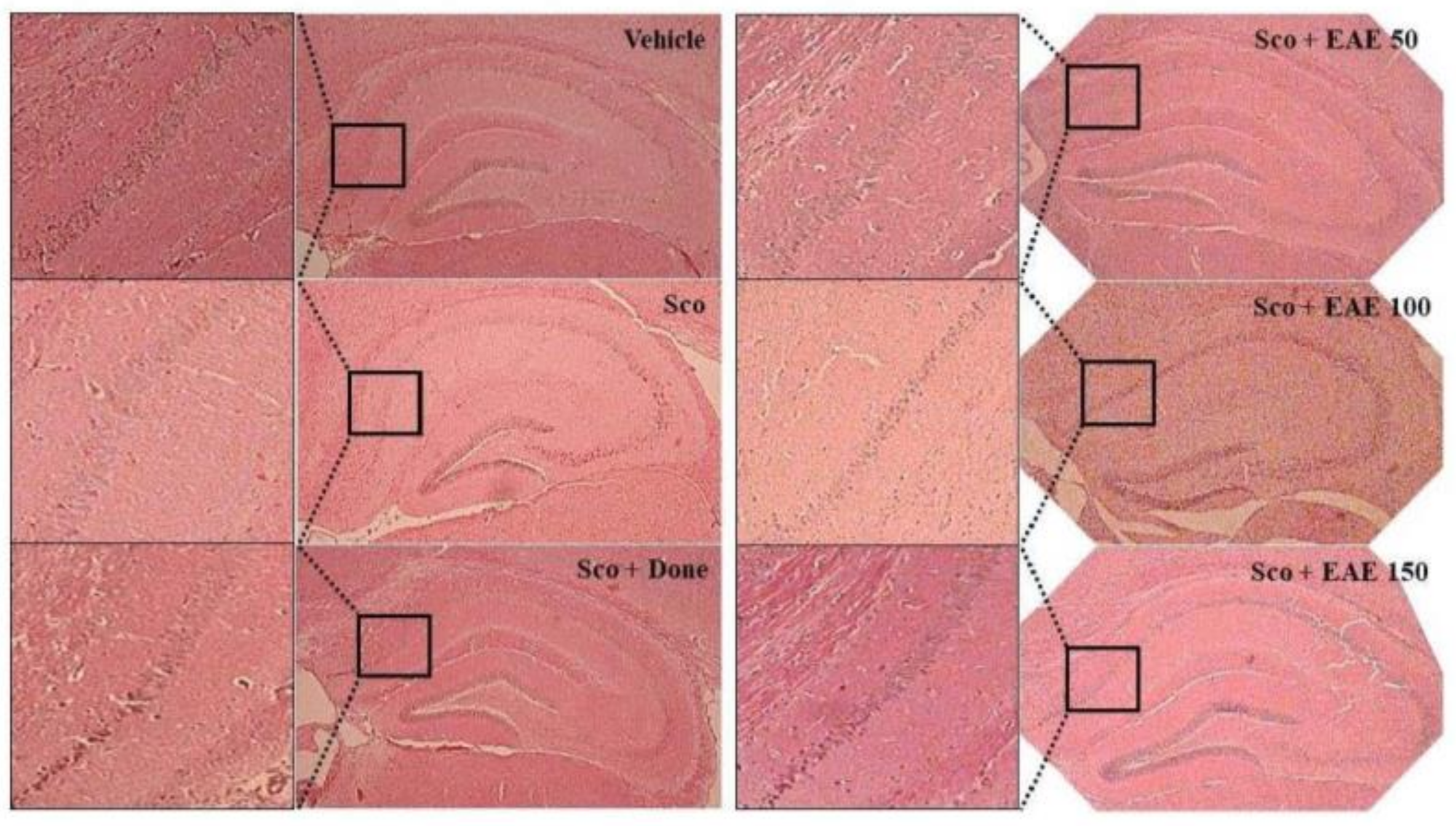 Antioxidants 09 00449 g007