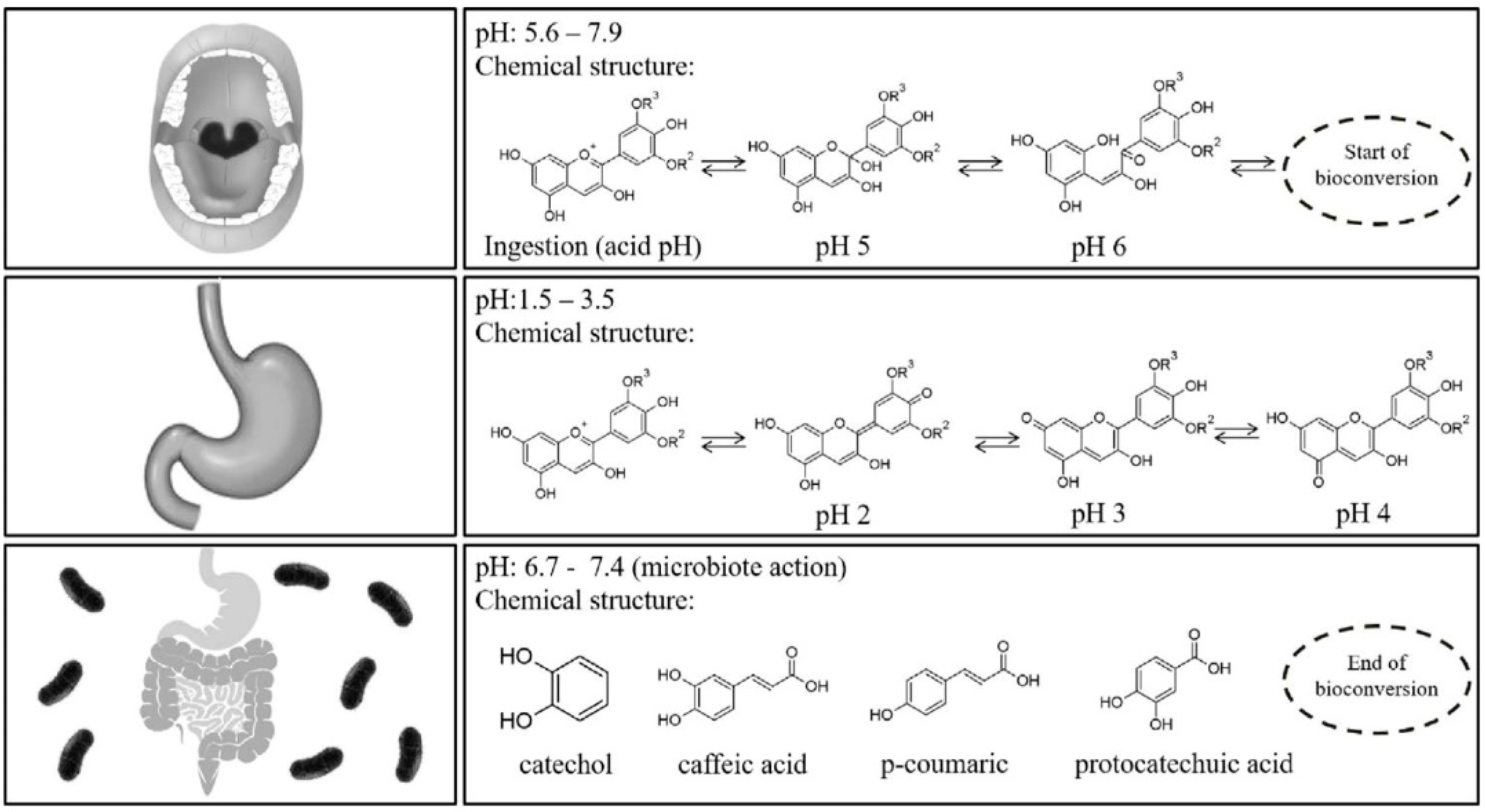 Antioxidants 09 00451 g003 Antioxidants 09 00451 g003
