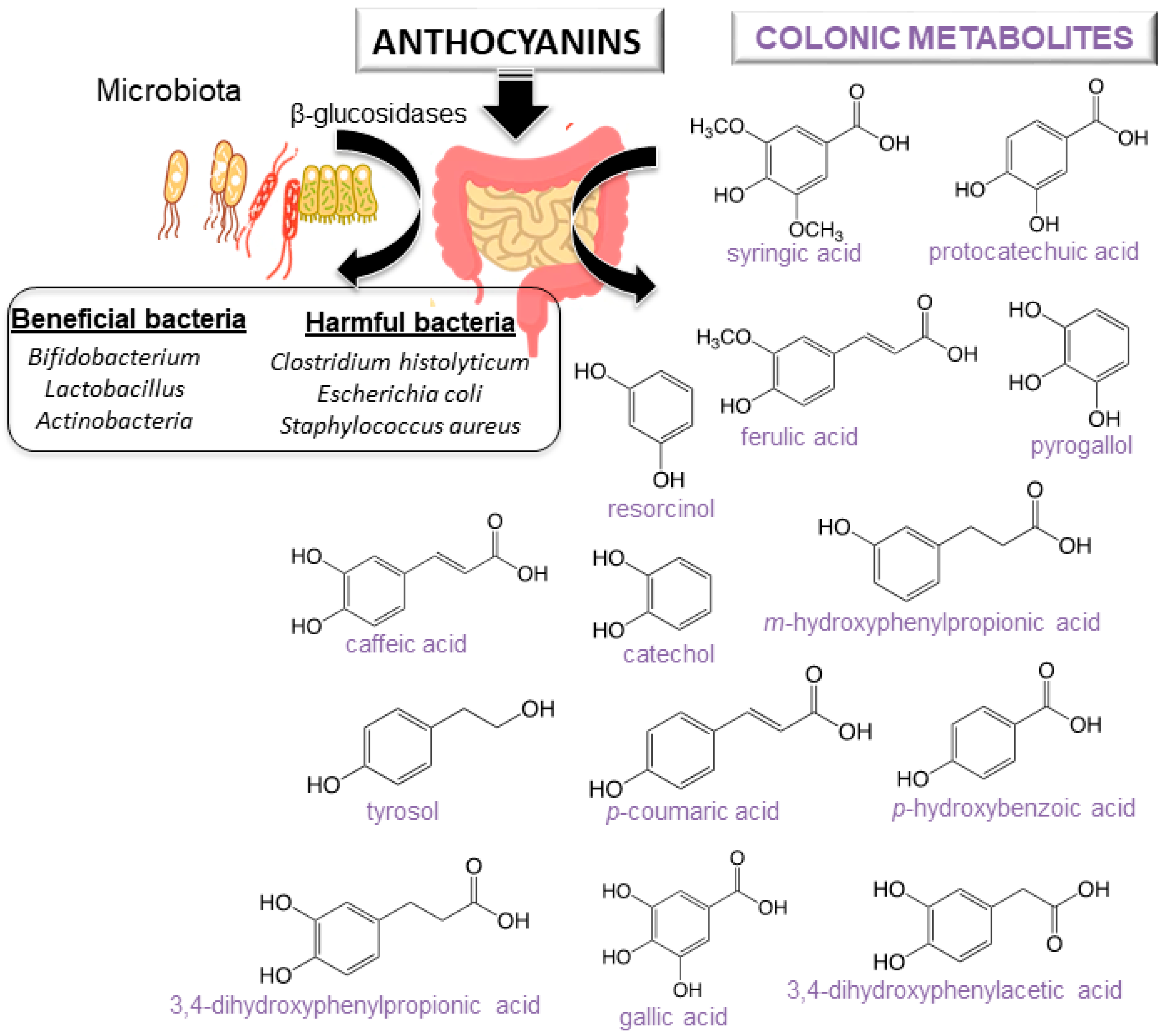 Antioxidants 09 00451 g004 Antioxidants 09 00451 g004