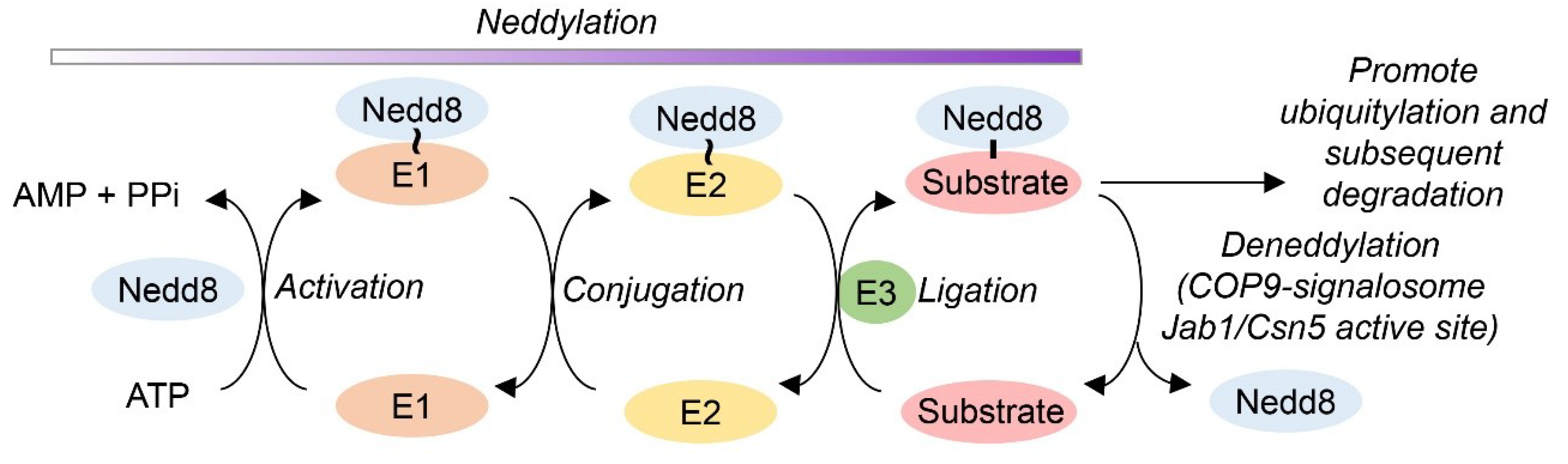 Antioxidants 09 00452 g001