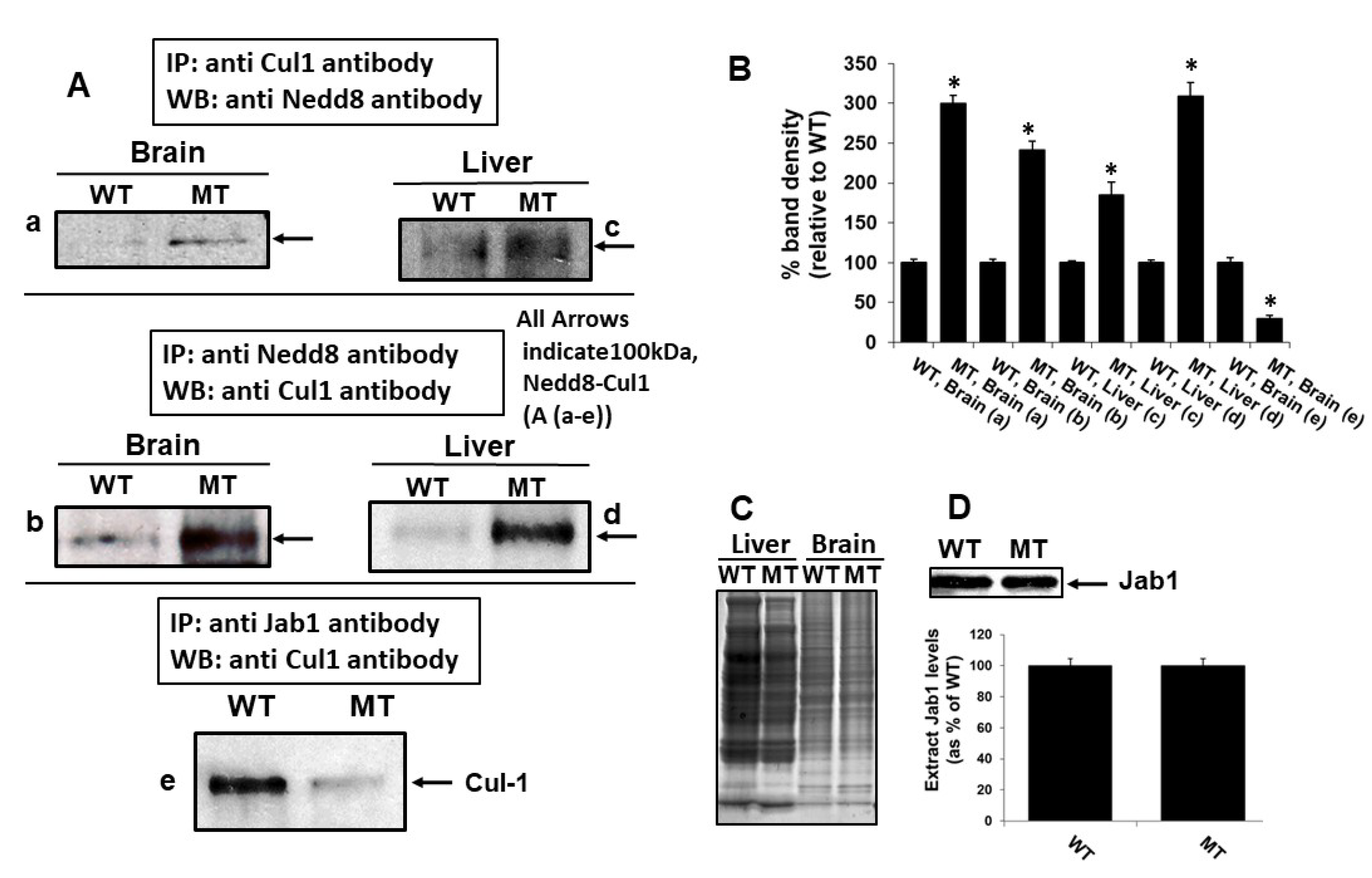Antioxidants 09 00452 g004