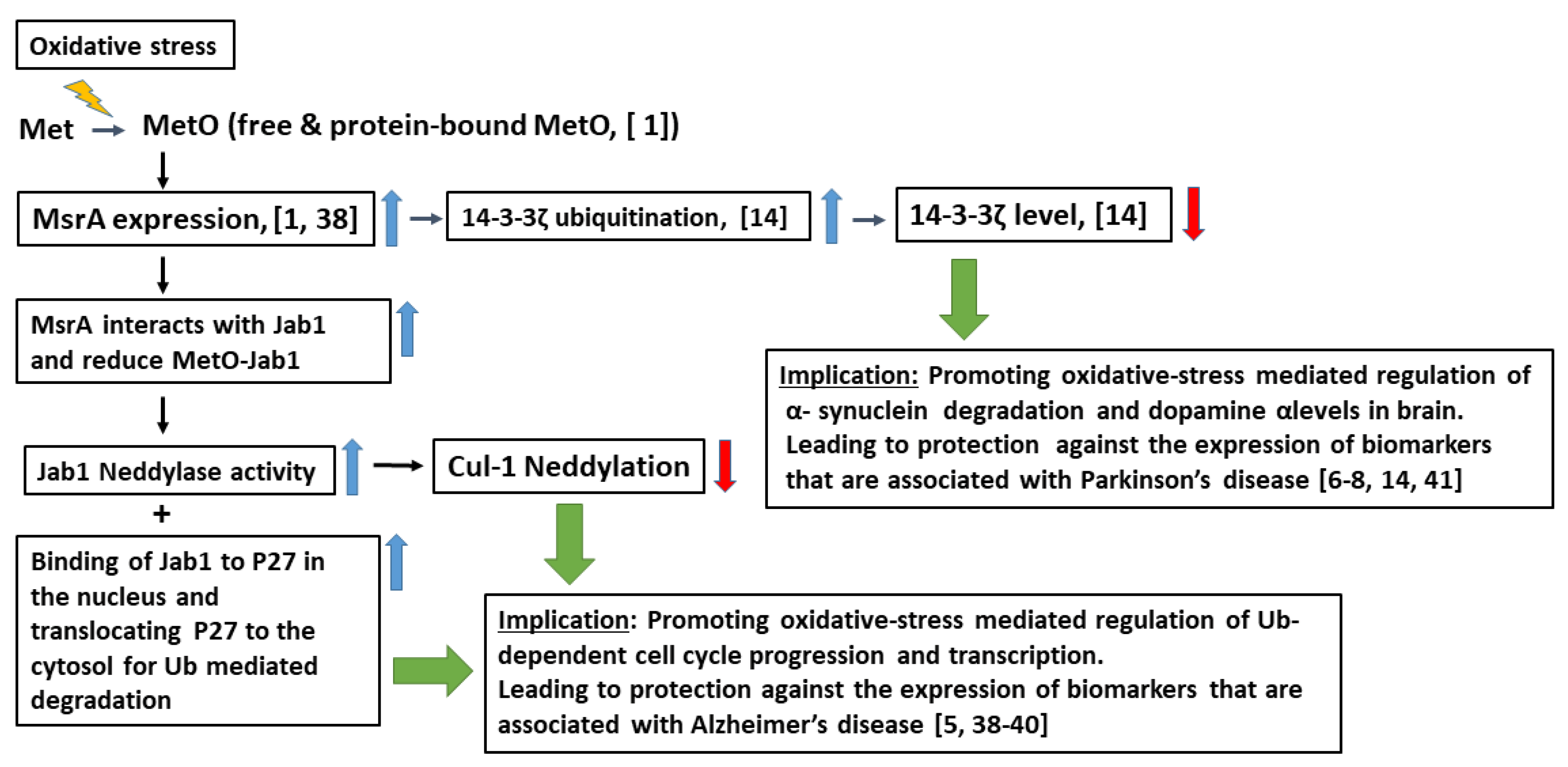 Antioxidants 09 00452 g007