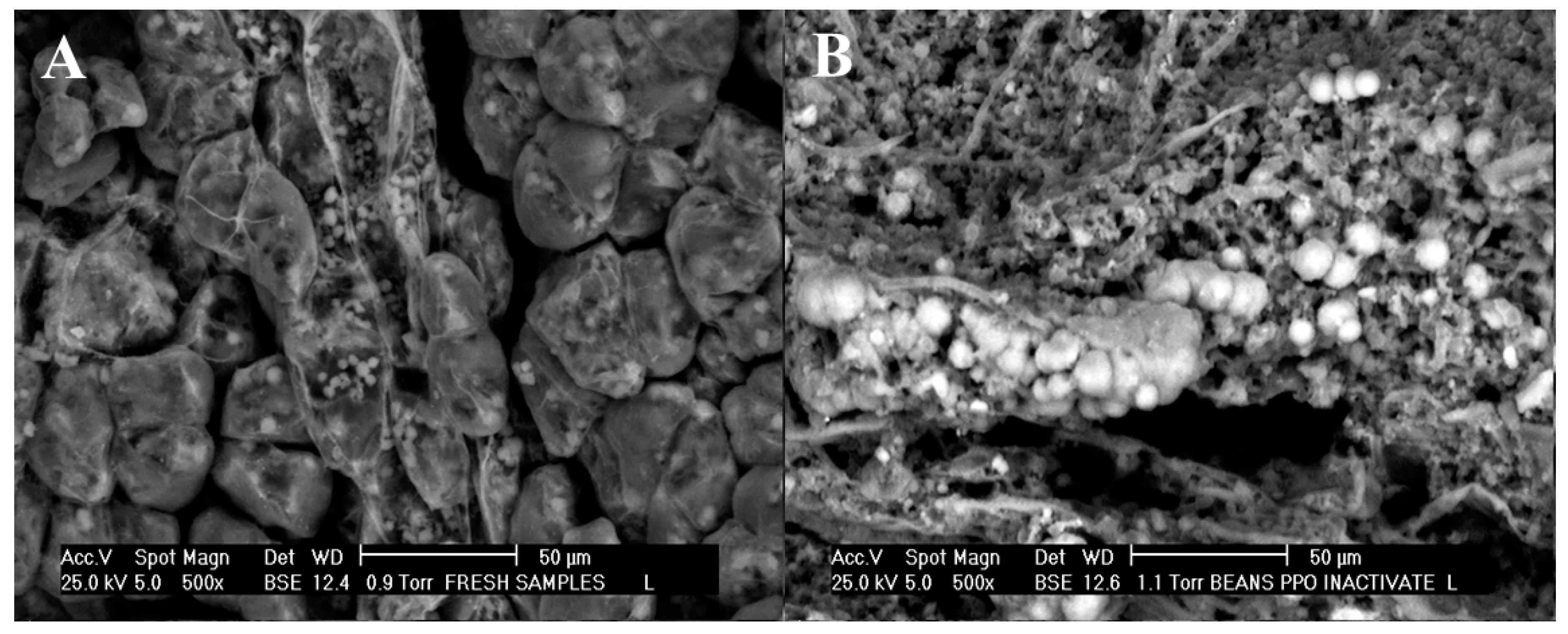 Antioxidants 09 00458 g003