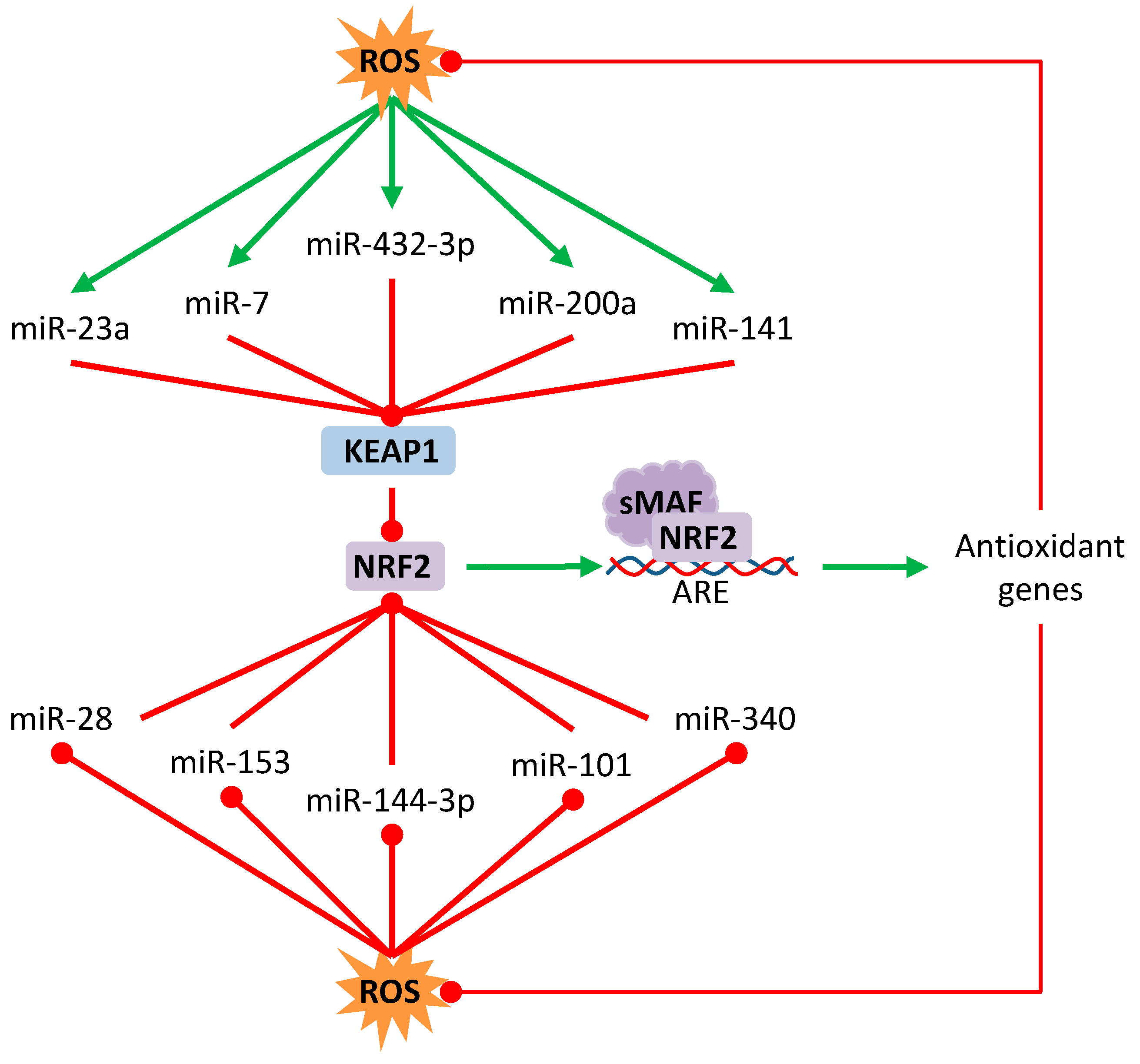 Antioxidants 09 00468 g001