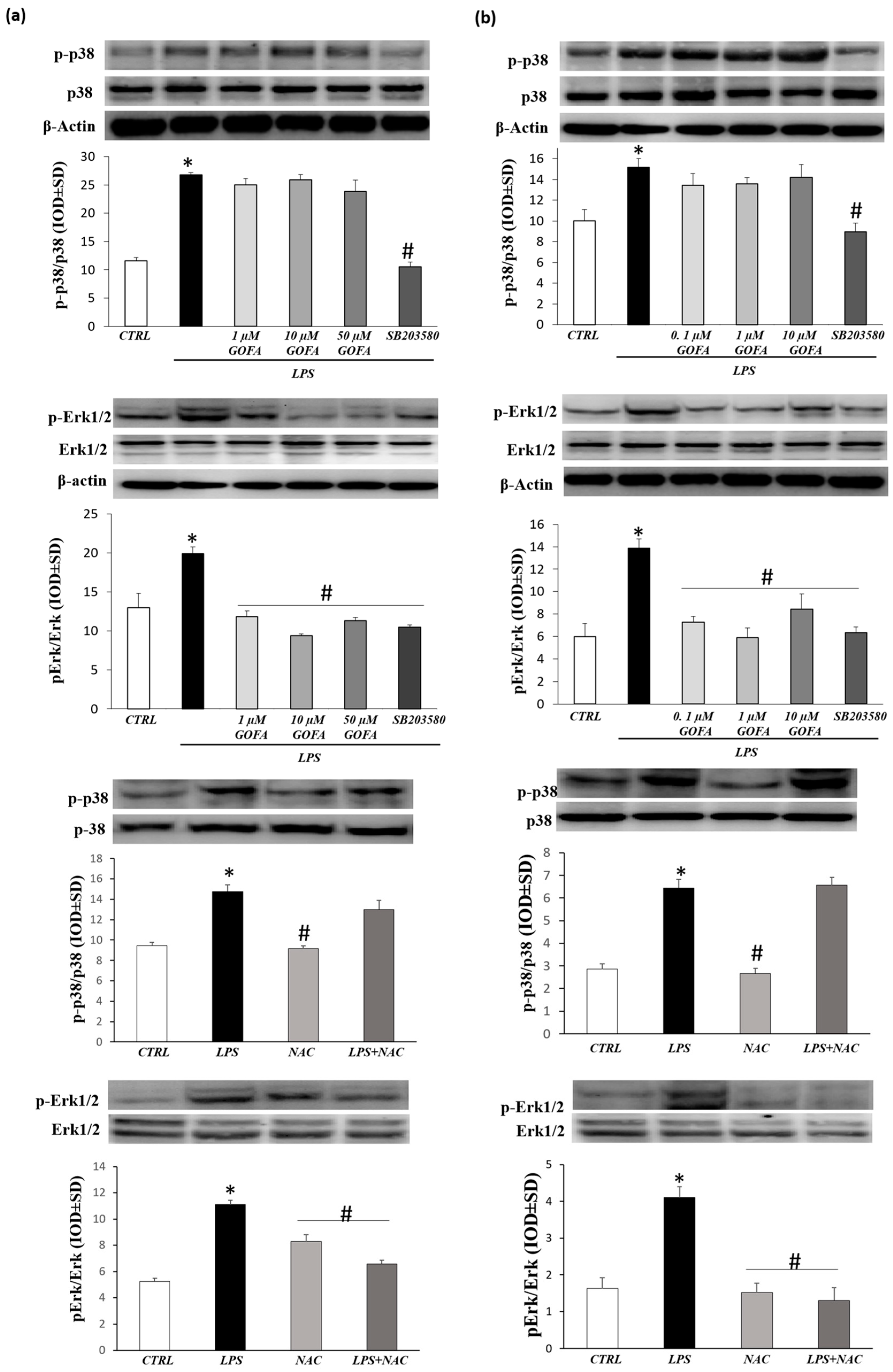 Antioxidants 09 00470 g008