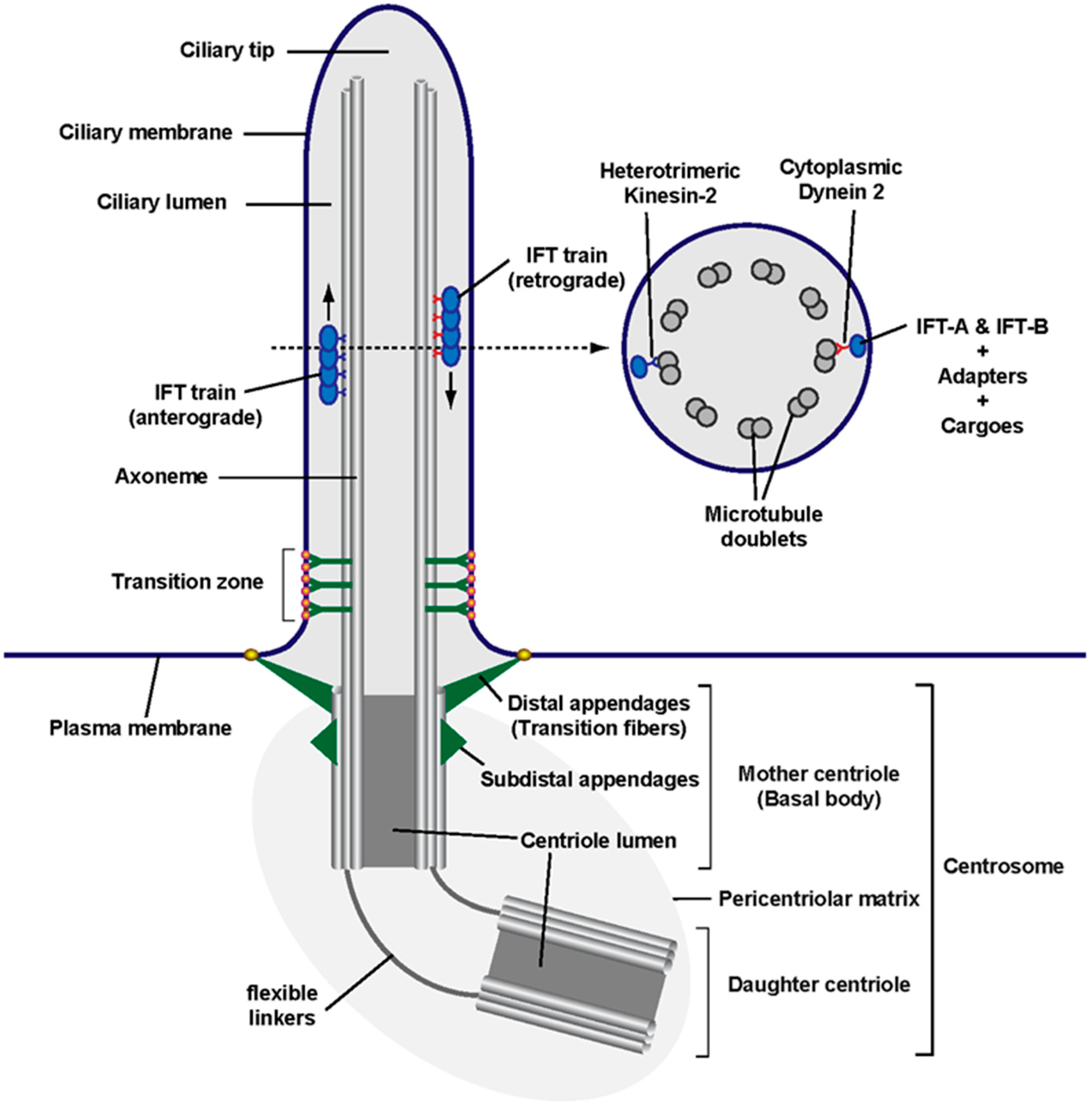 Antioxidants 09 00475 g001