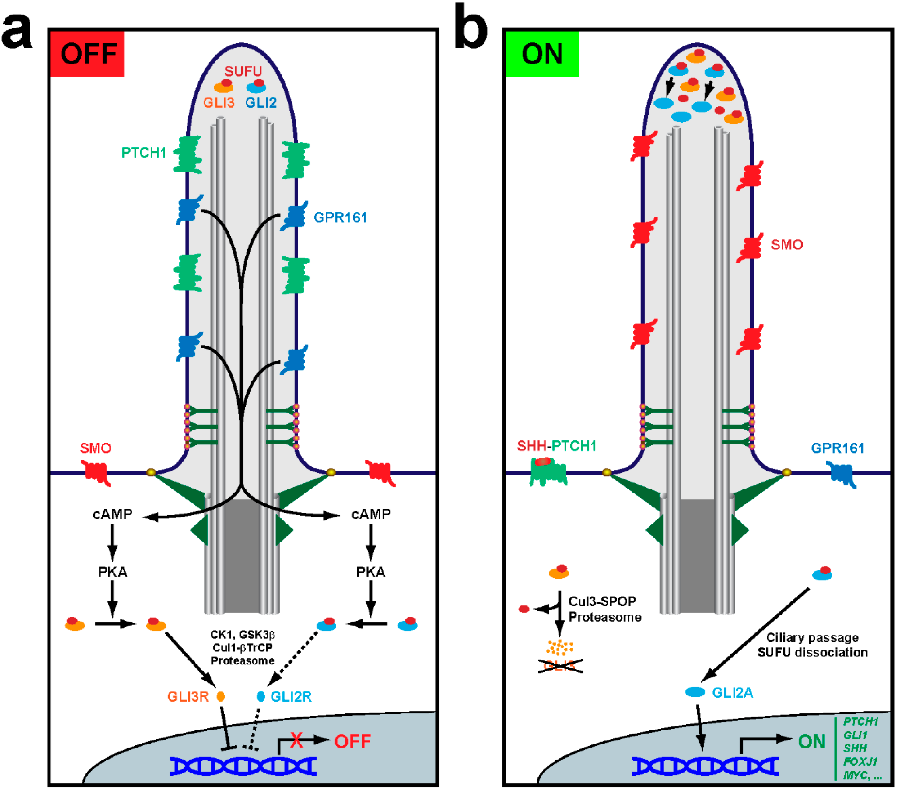 Antioxidants 09 00475 g002