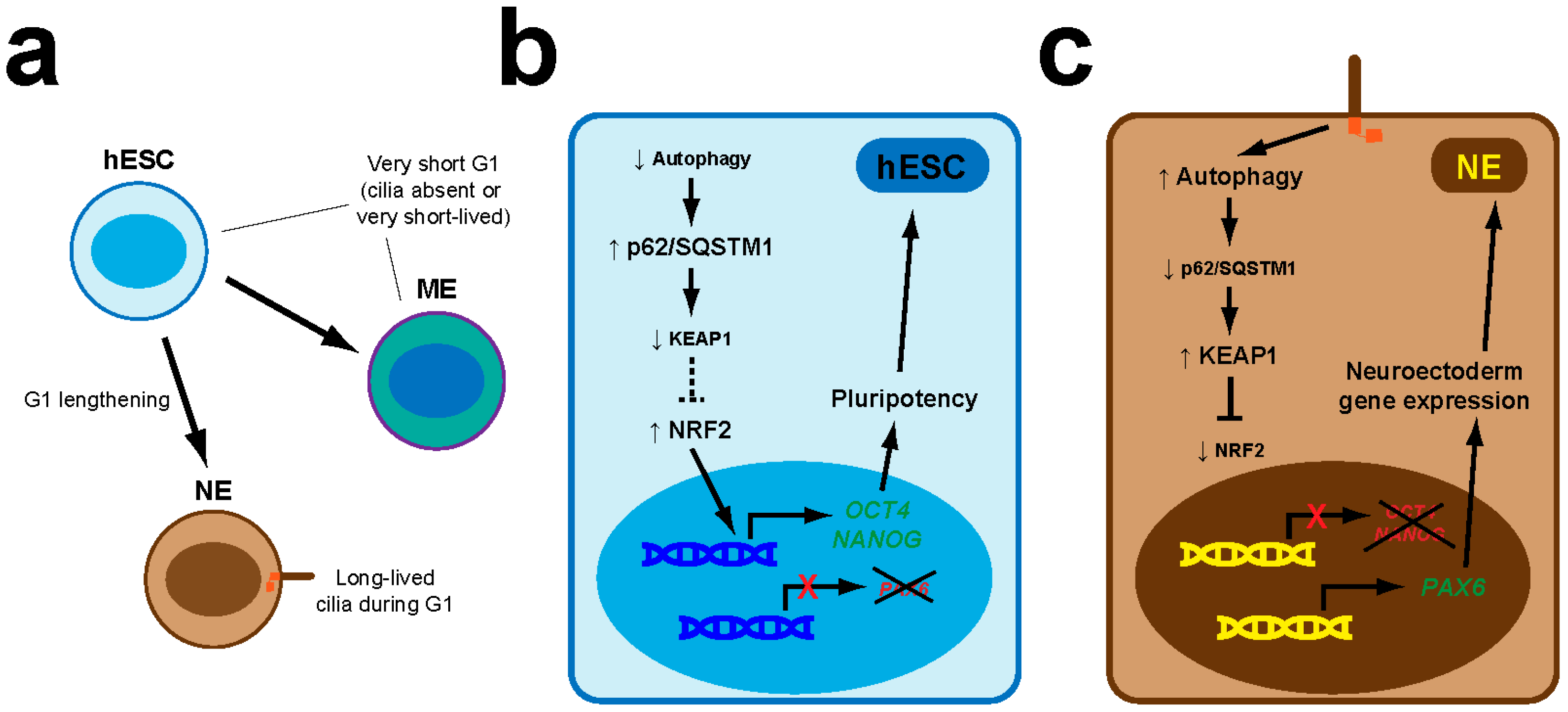 Antioxidants 09 00475 g003