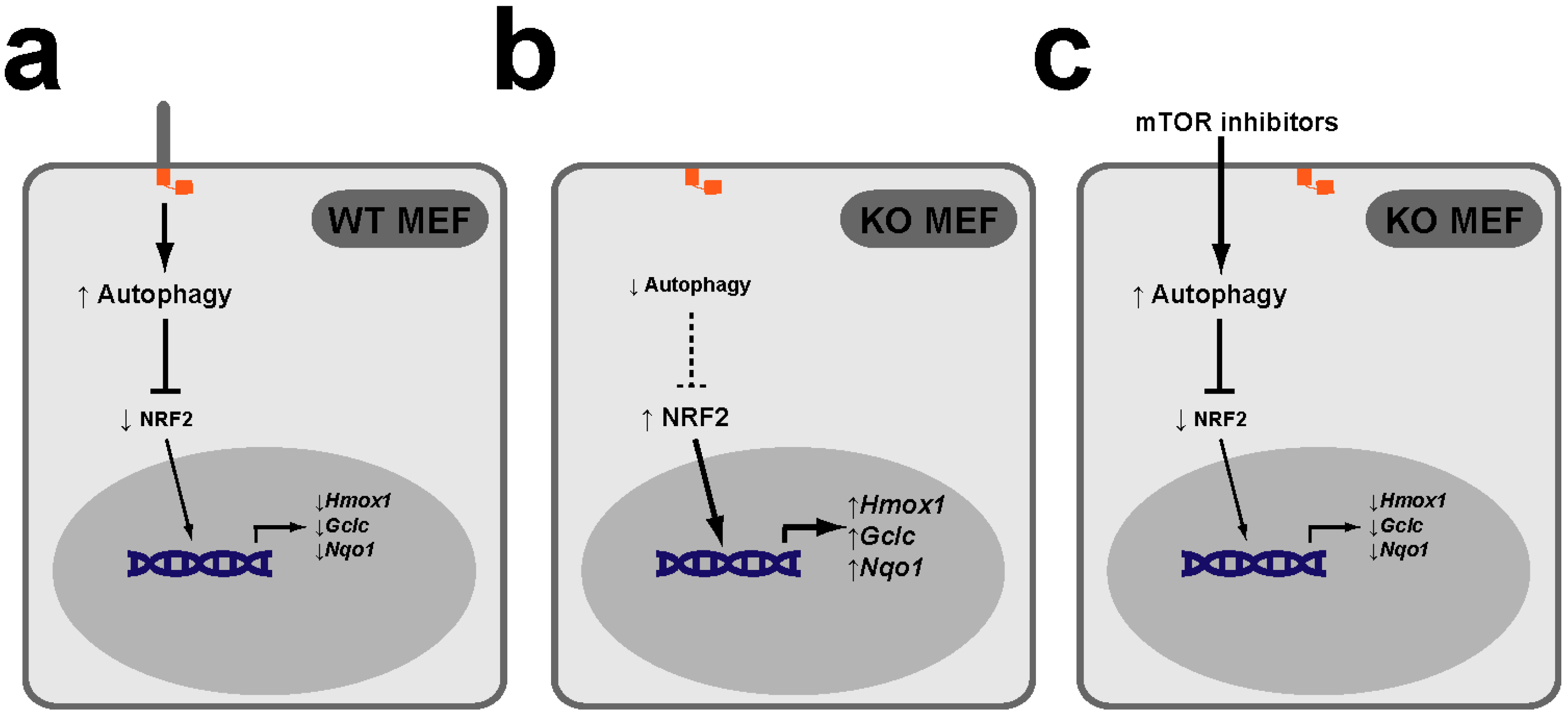Antioxidants 09 00475 g004