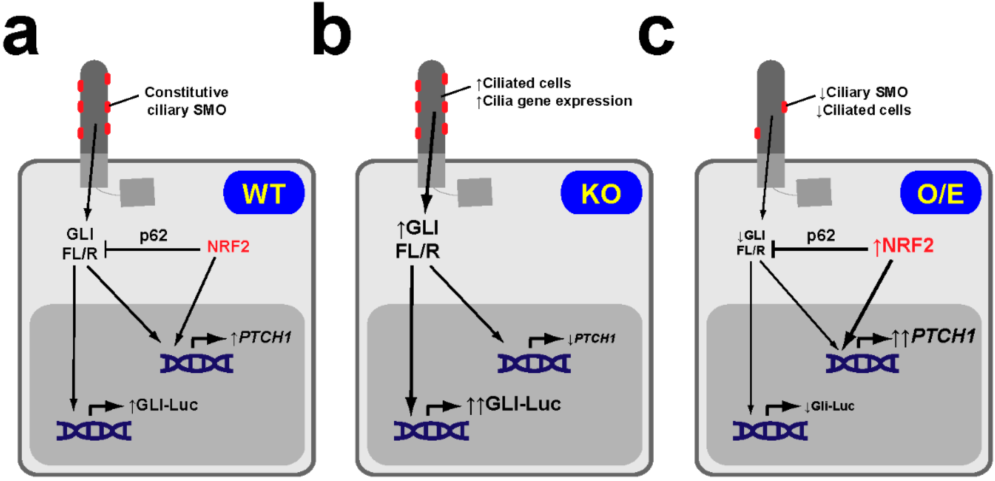 Antioxidants 09 00475 g006