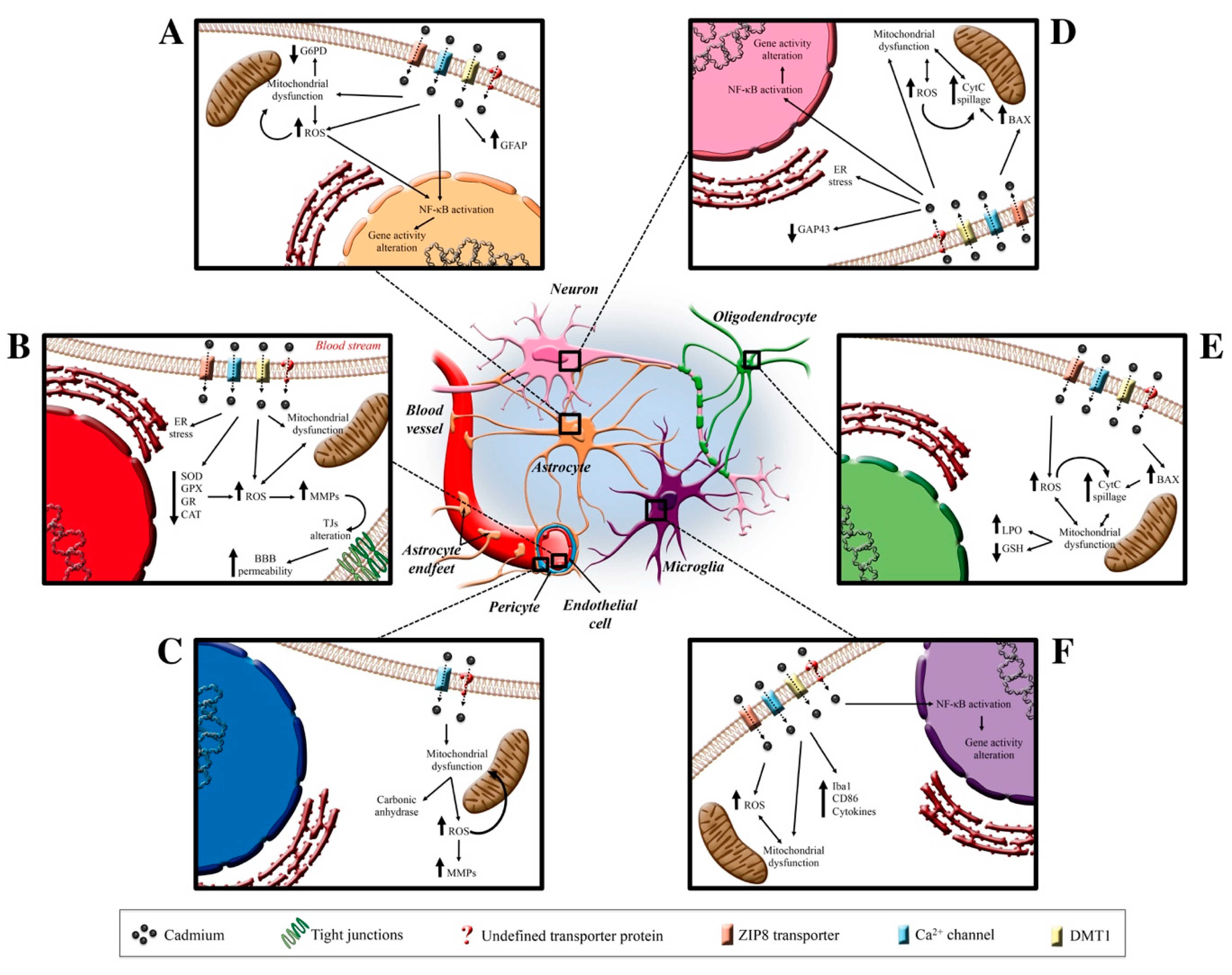 Antioxidants 09 00492 g002