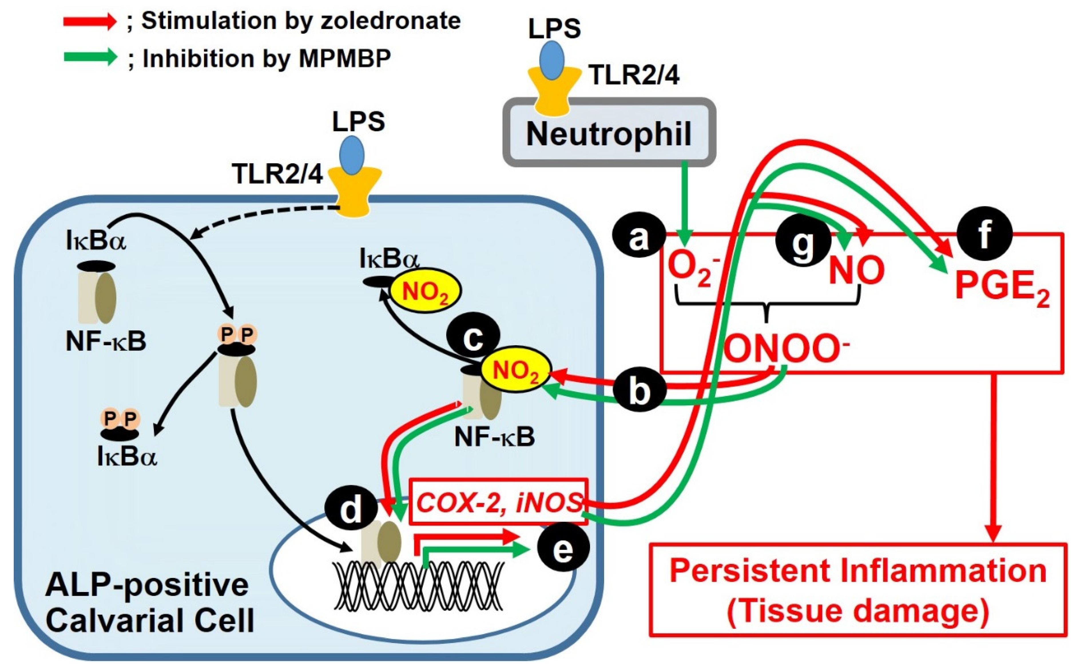 Antioxidants 09 00503 sch001