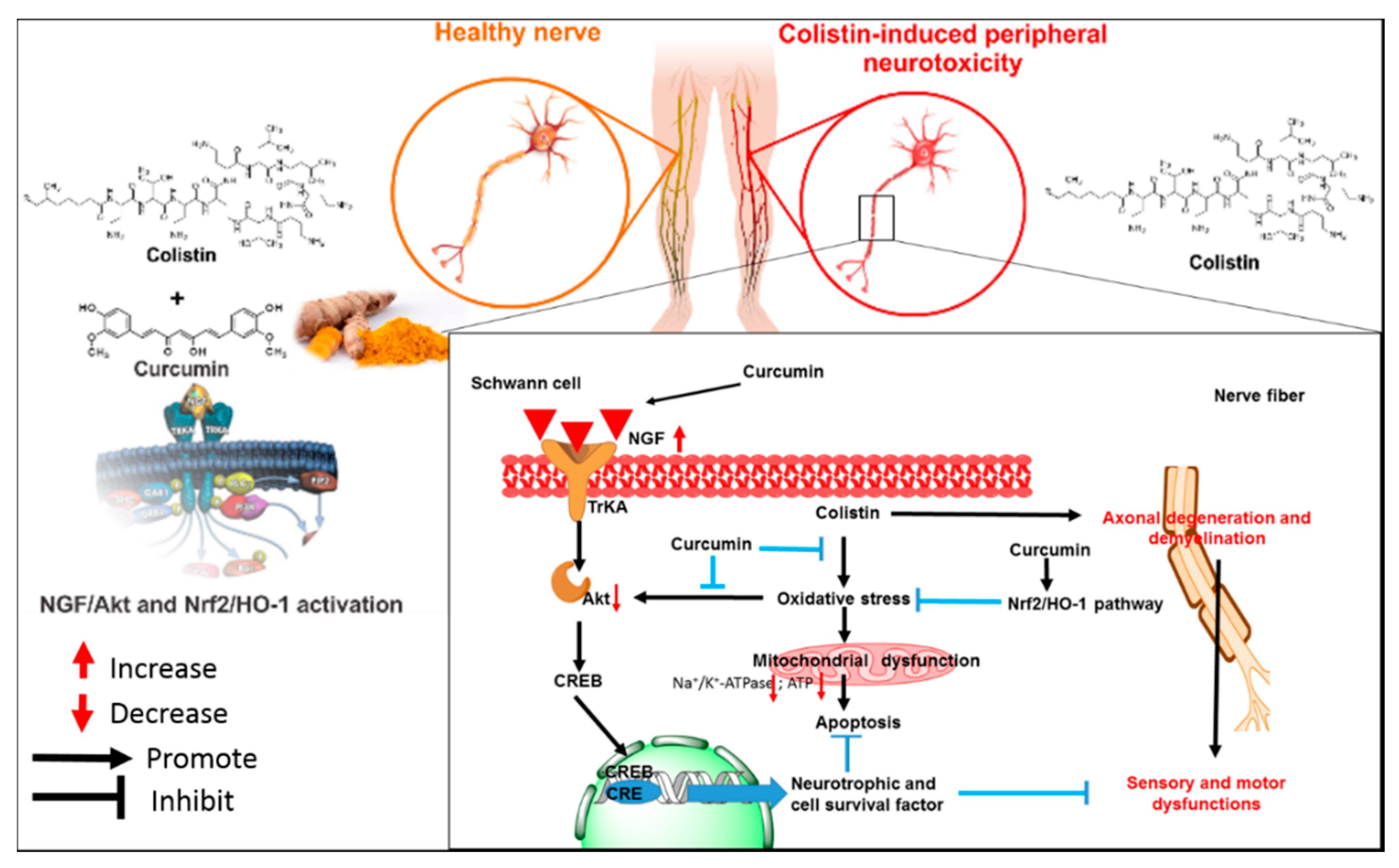 Antioxidants 09 00506 g005 Antioxidants 09 00506 g005