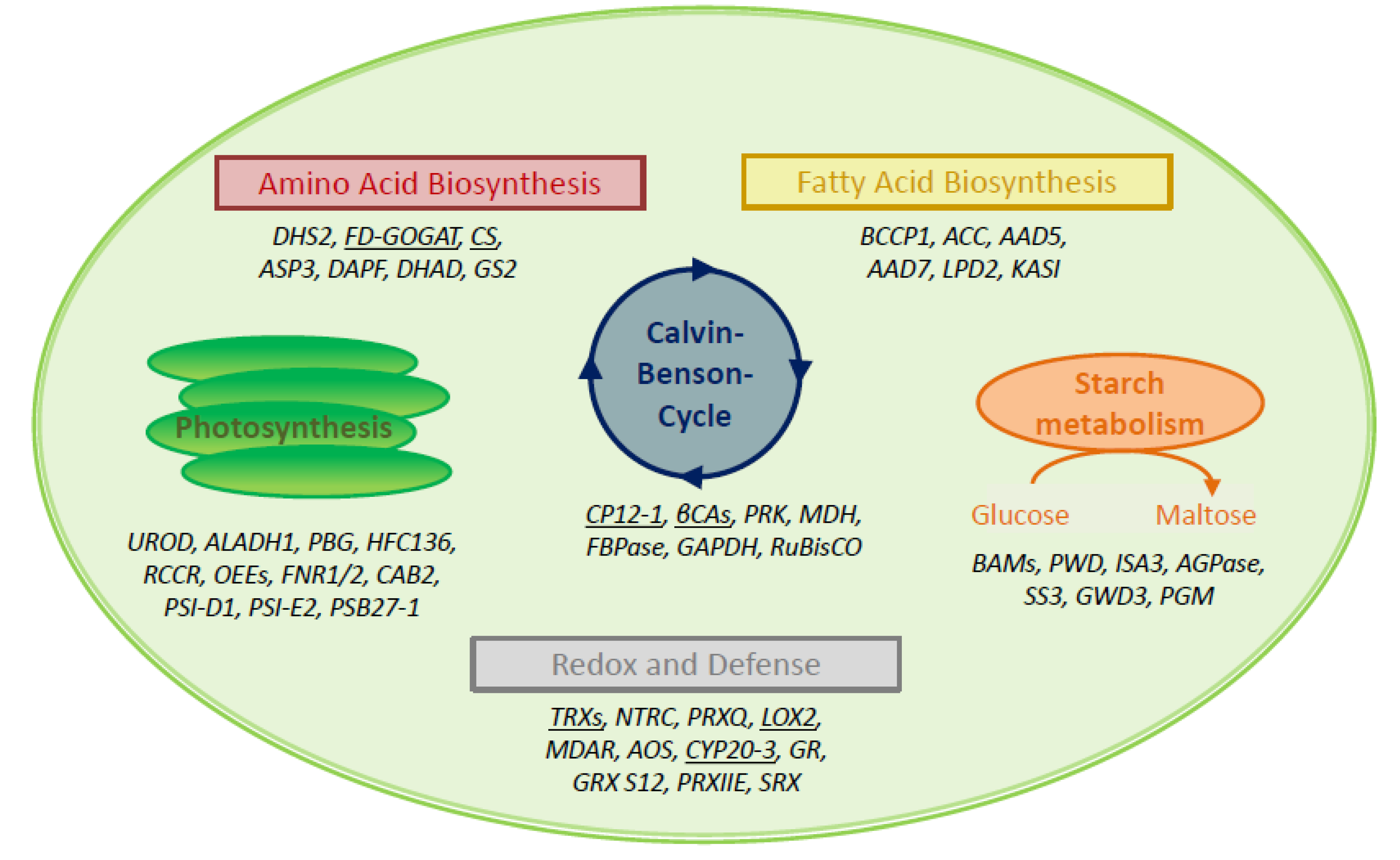 Antioxidants 09 00515 g002