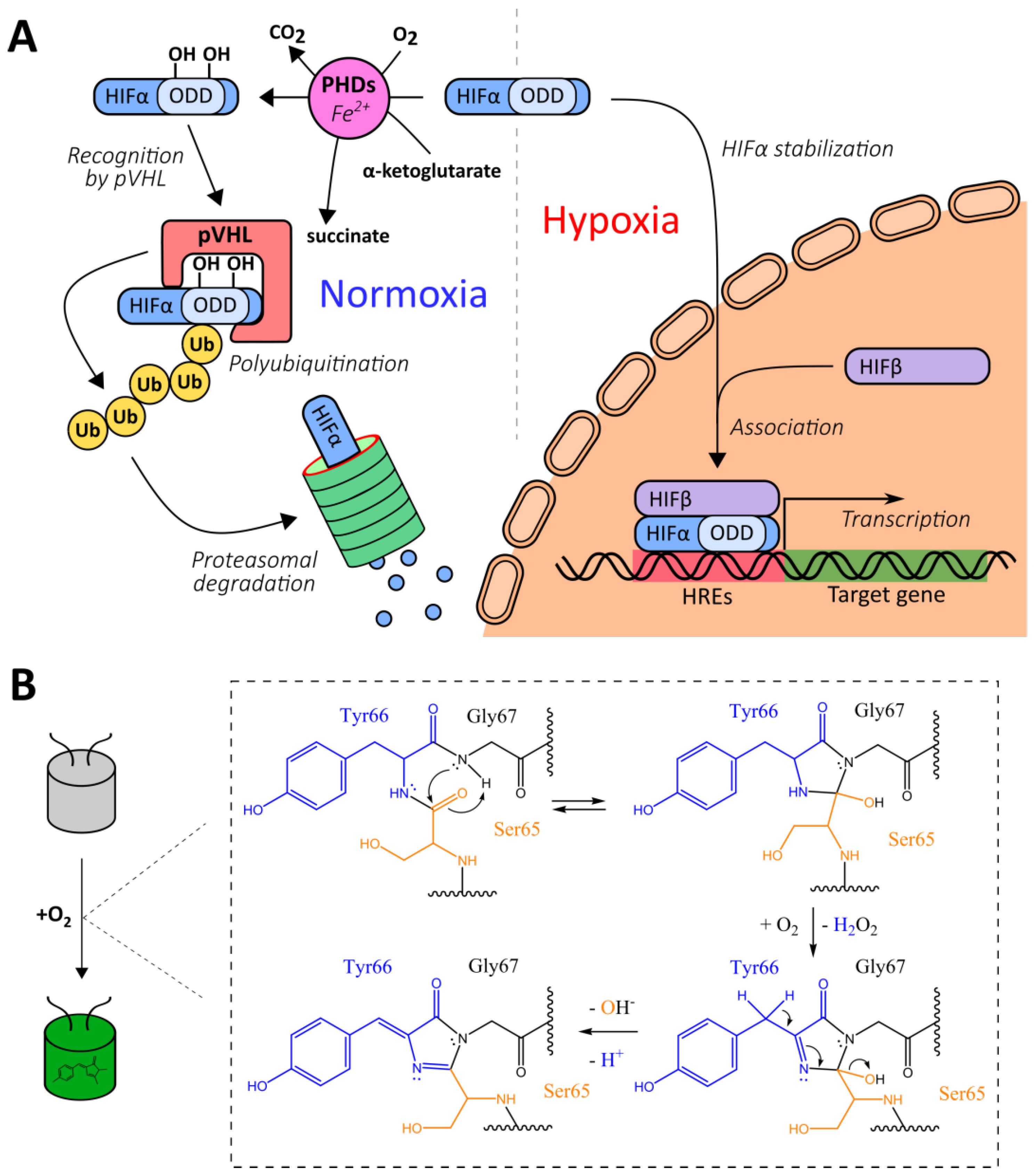 Antioxidants 09 00516 g001