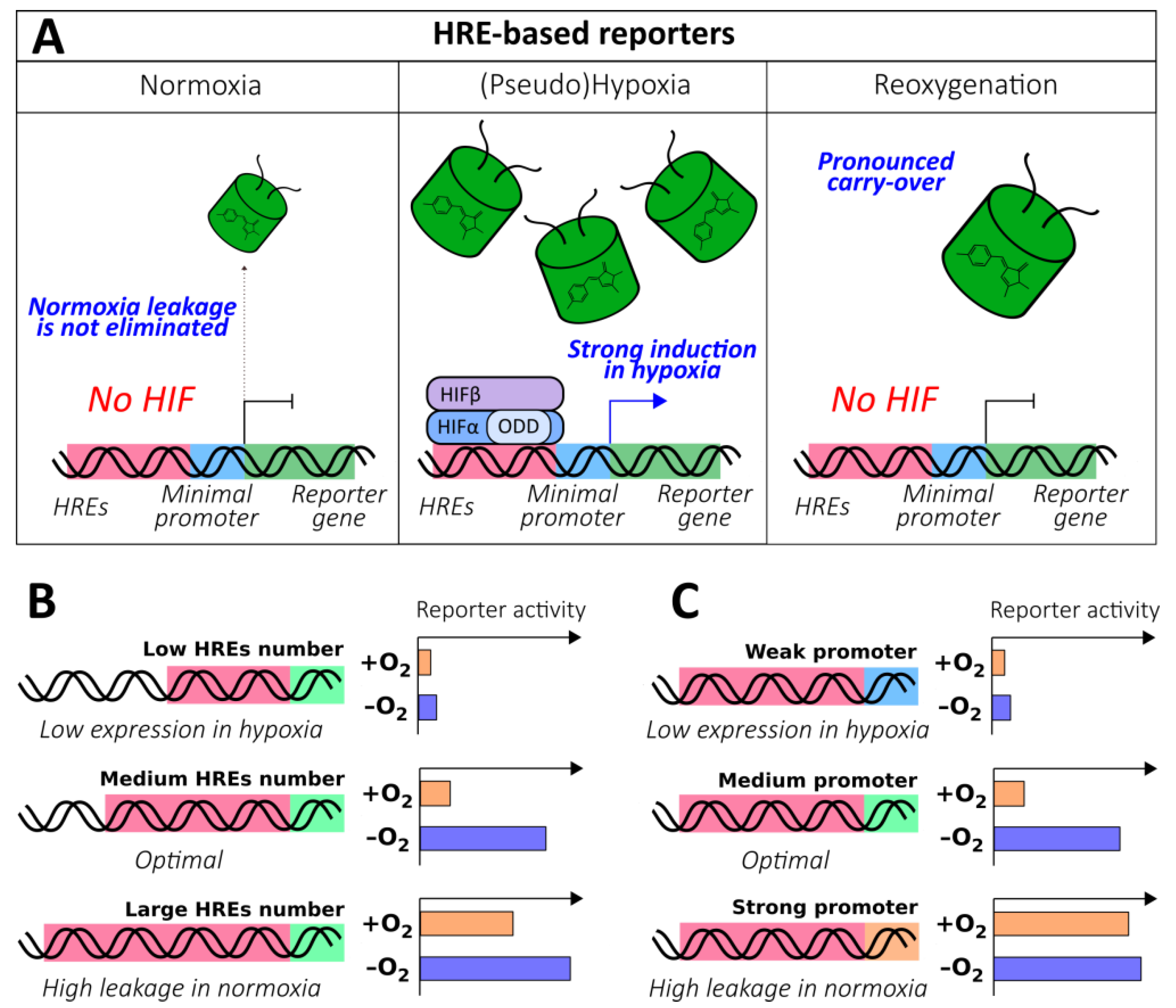 Antioxidants 09 00516 g003