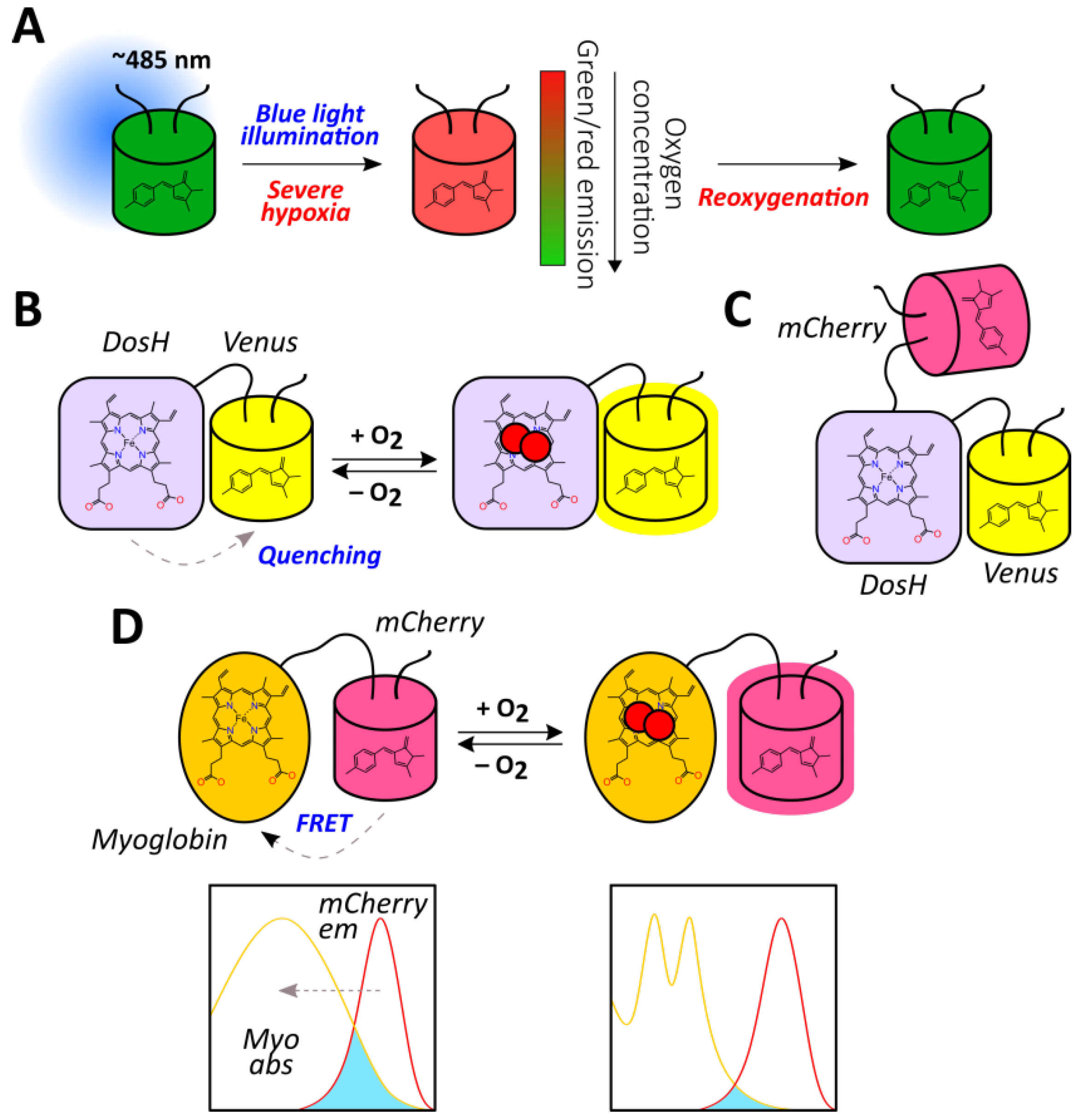 Antioxidants 09 00516 g006