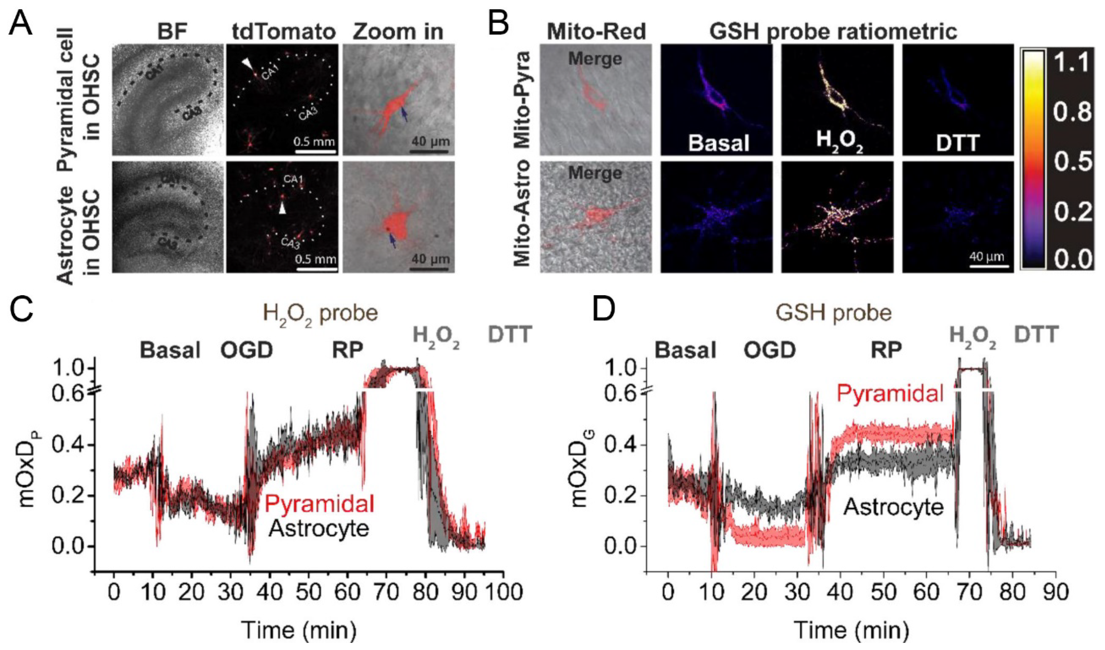 Antioxidants 09 00516 g009