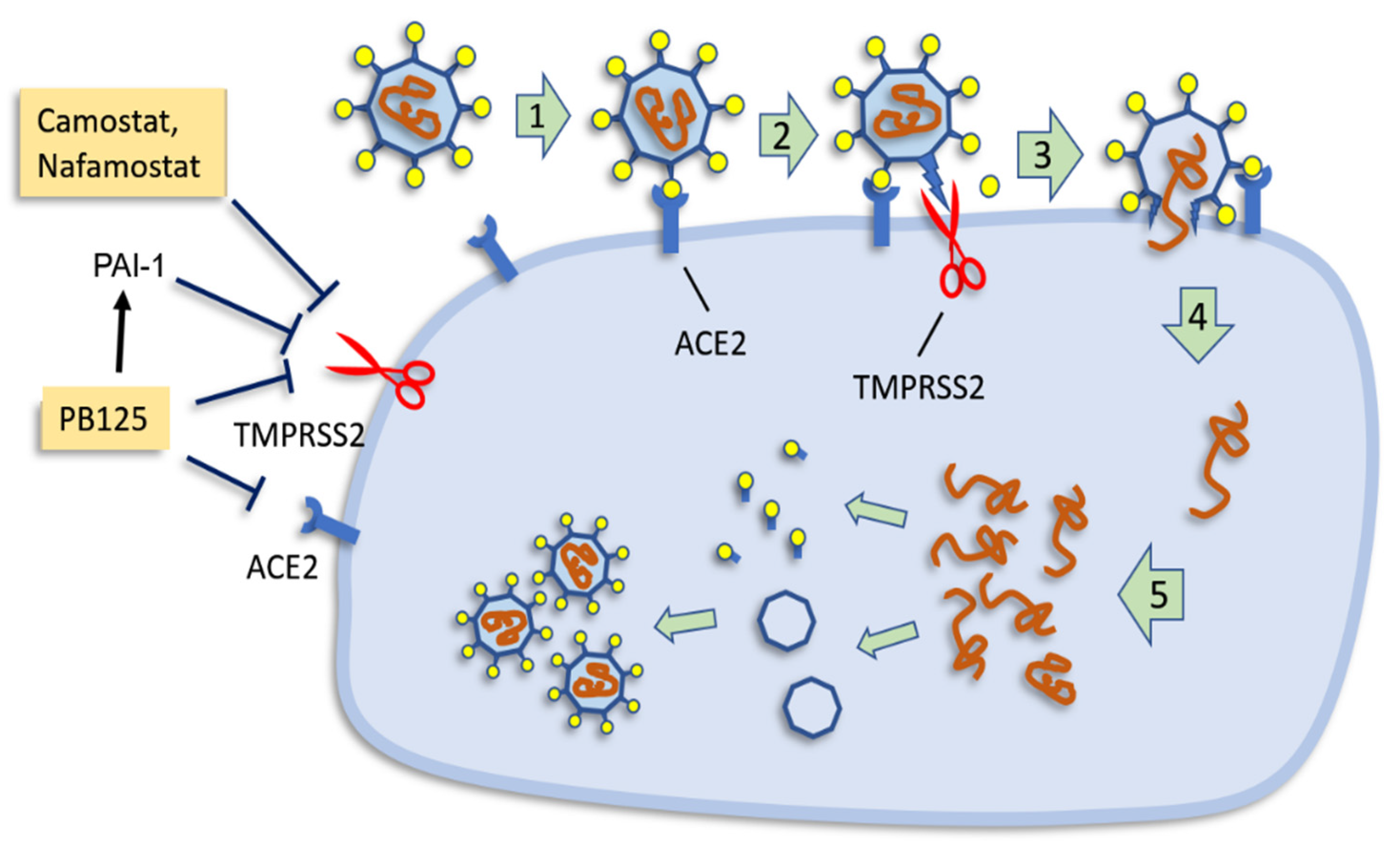 Antioxidants 09 00518 g004 Antioxidants 09 00518 g004