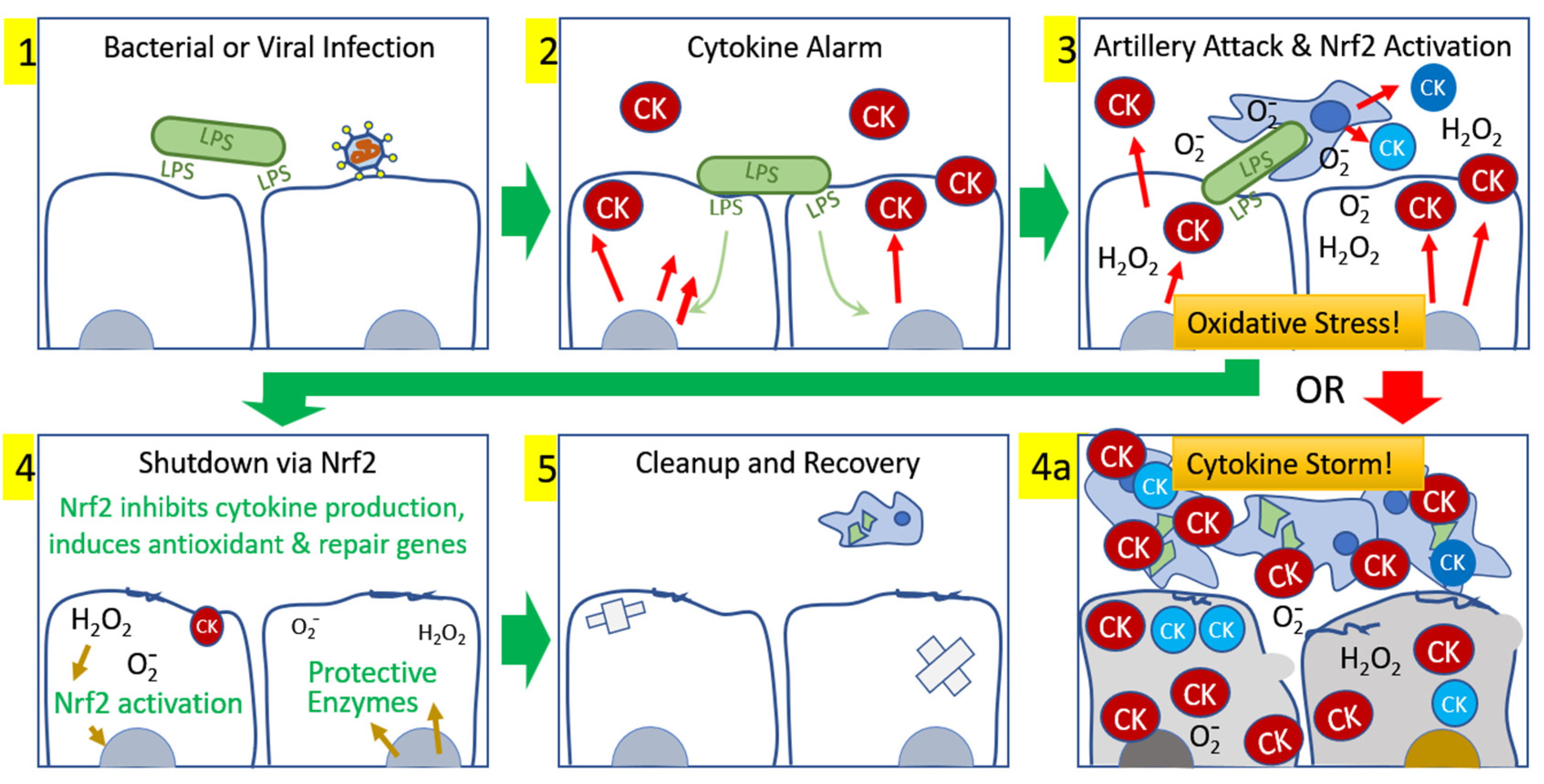 Antioxidants 09 00518 g005 Antioxidants 09 00518 g005