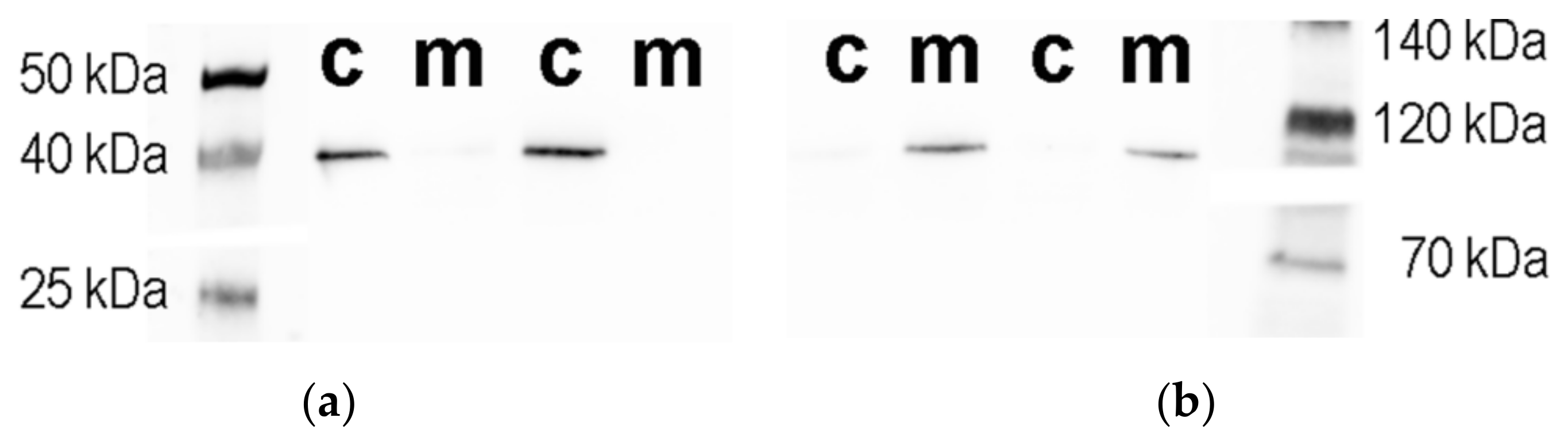 Antioxidants 09 00522 g003