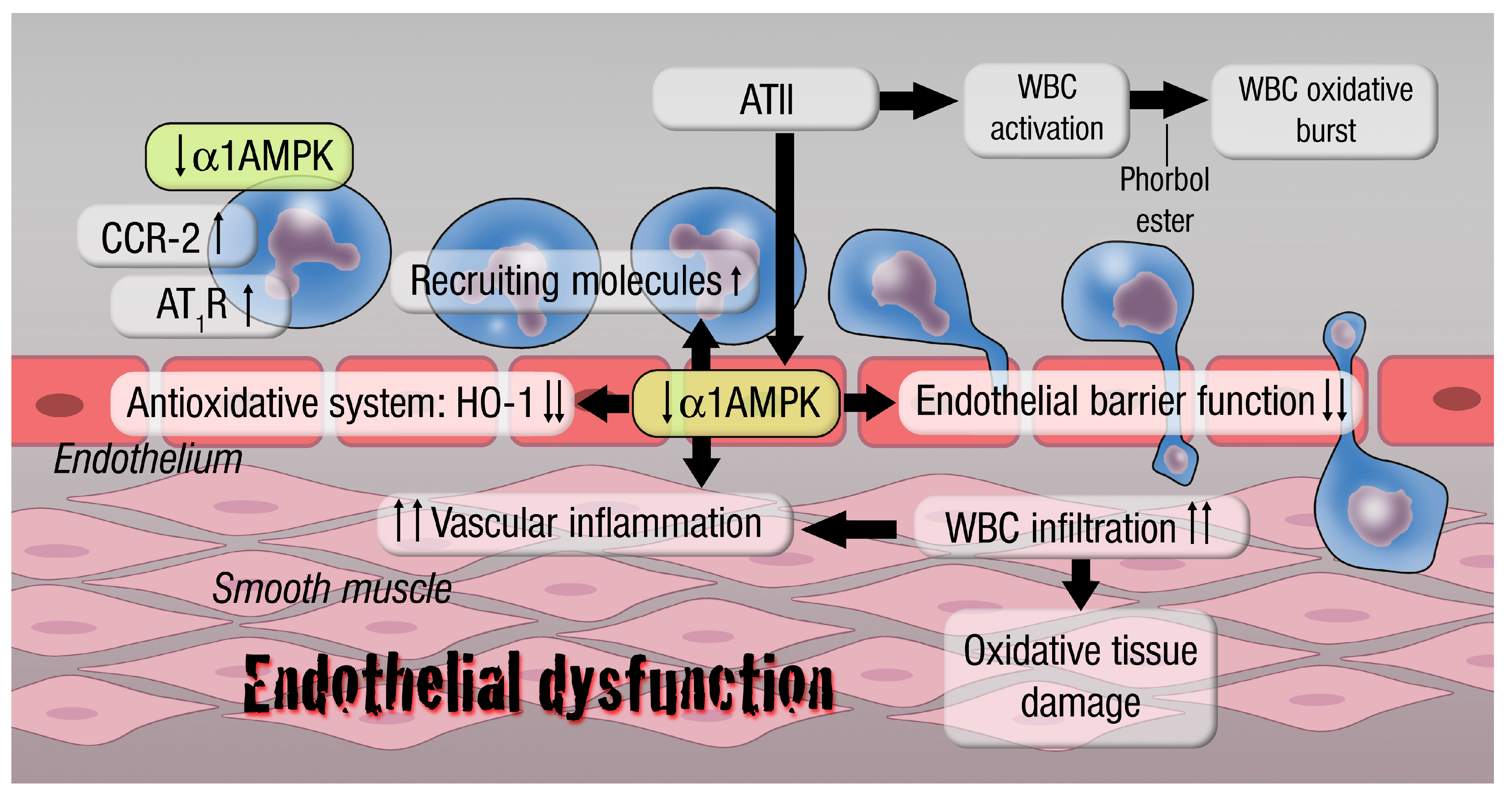 Antioxidants 09 00525 g005