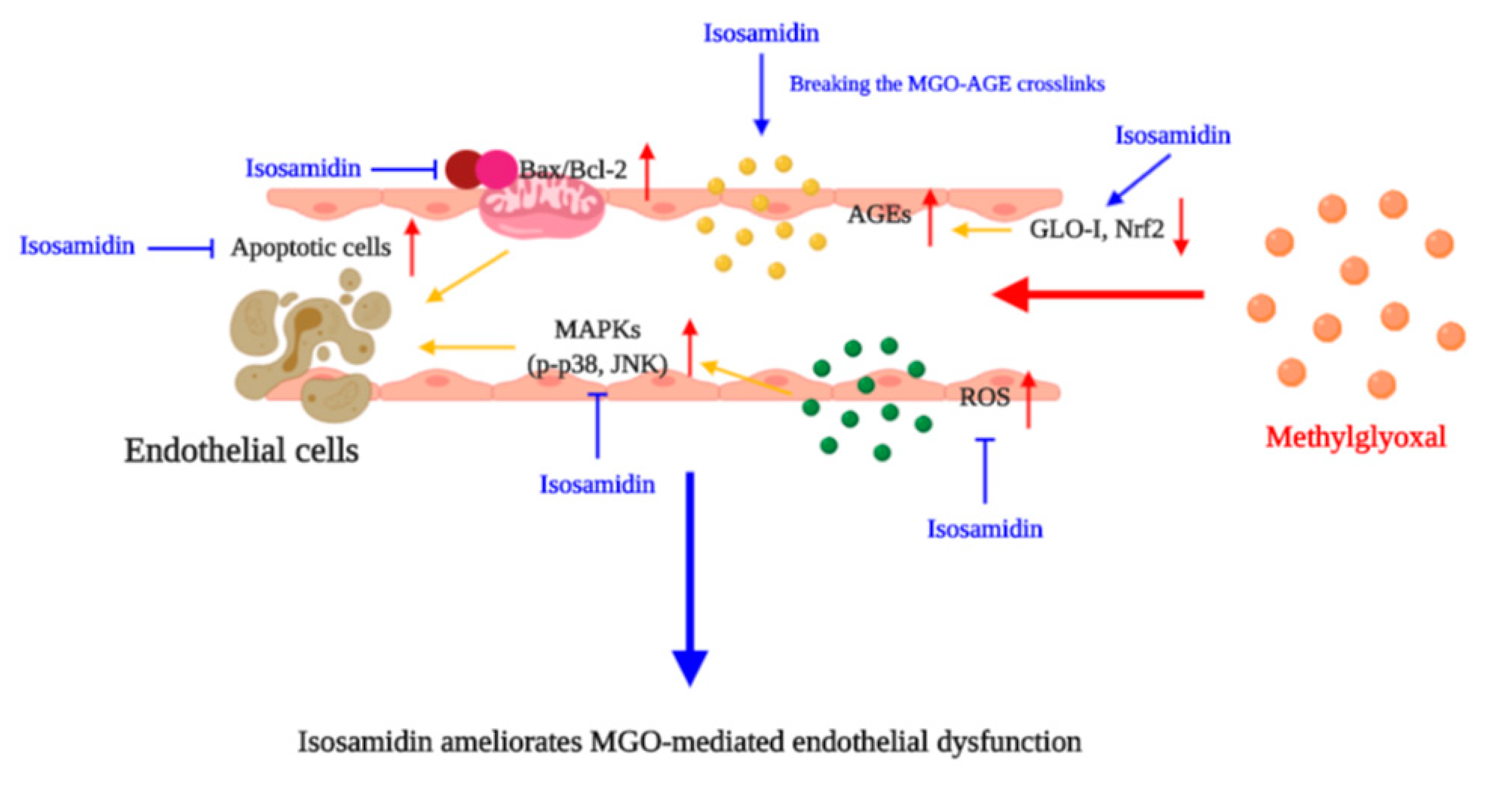 Antioxidants 09 00531 g005 Antioxidants 09 00531 g005