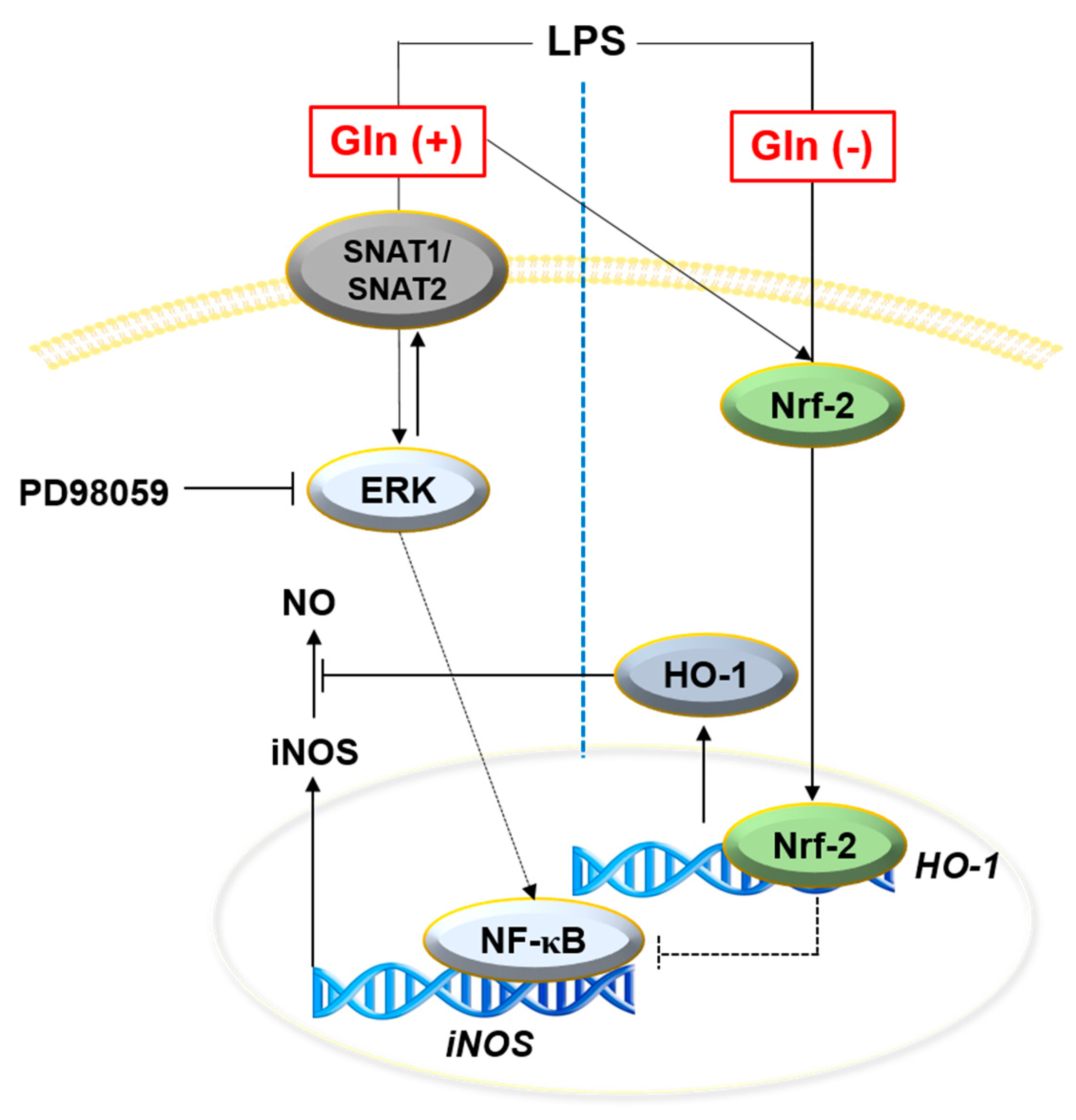 Antioxidants 09 00536 g006