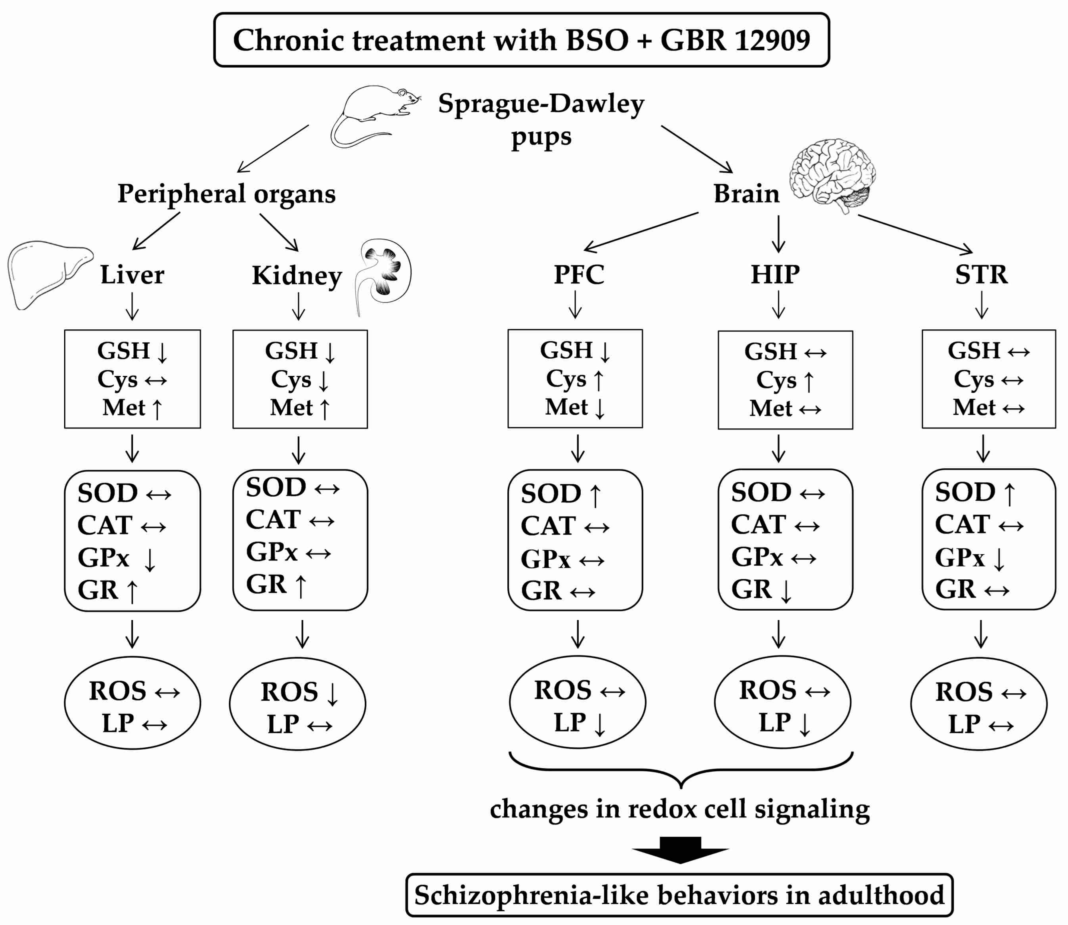Antioxidants 09 00538 g007