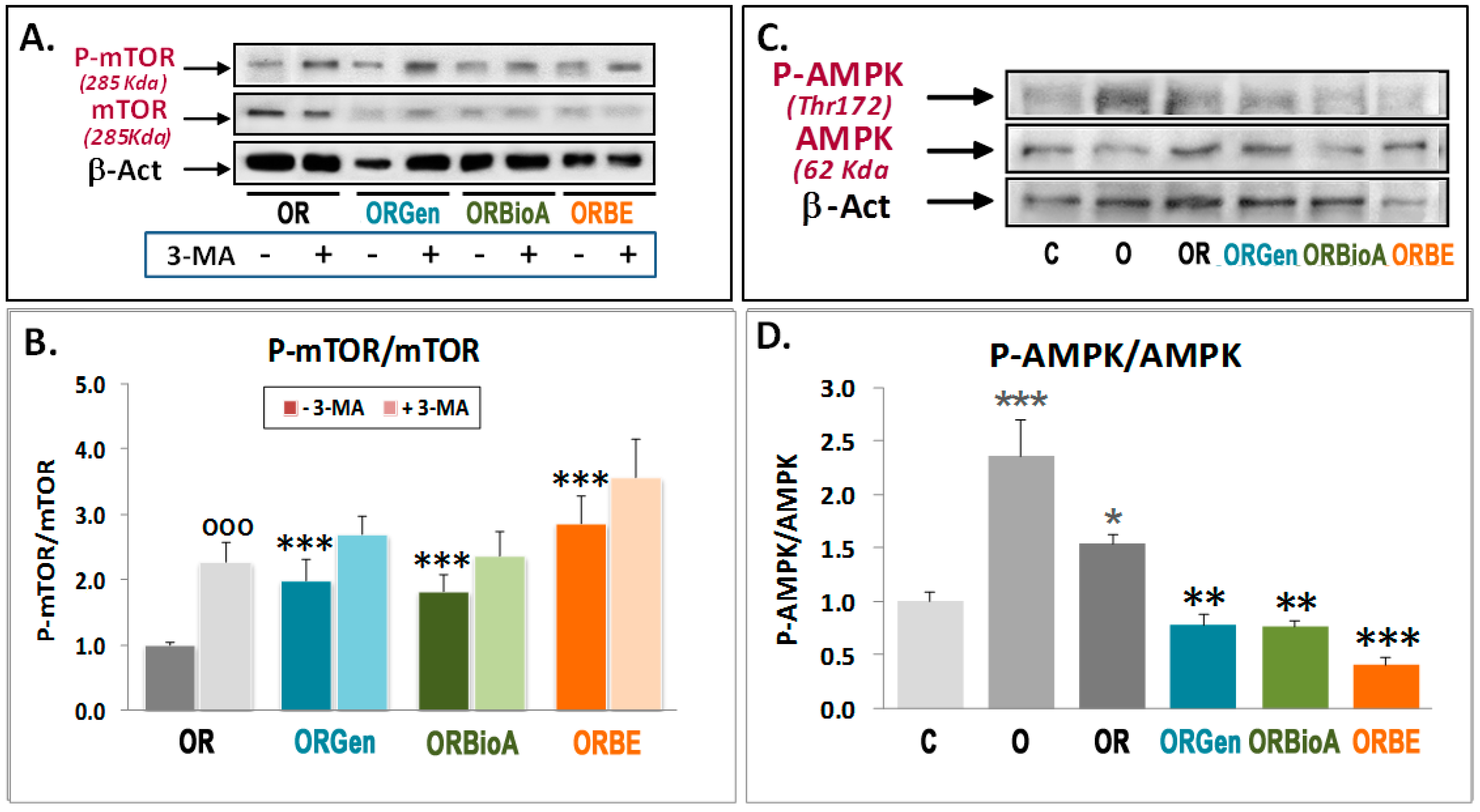 Antioxidants 09 00545 g004