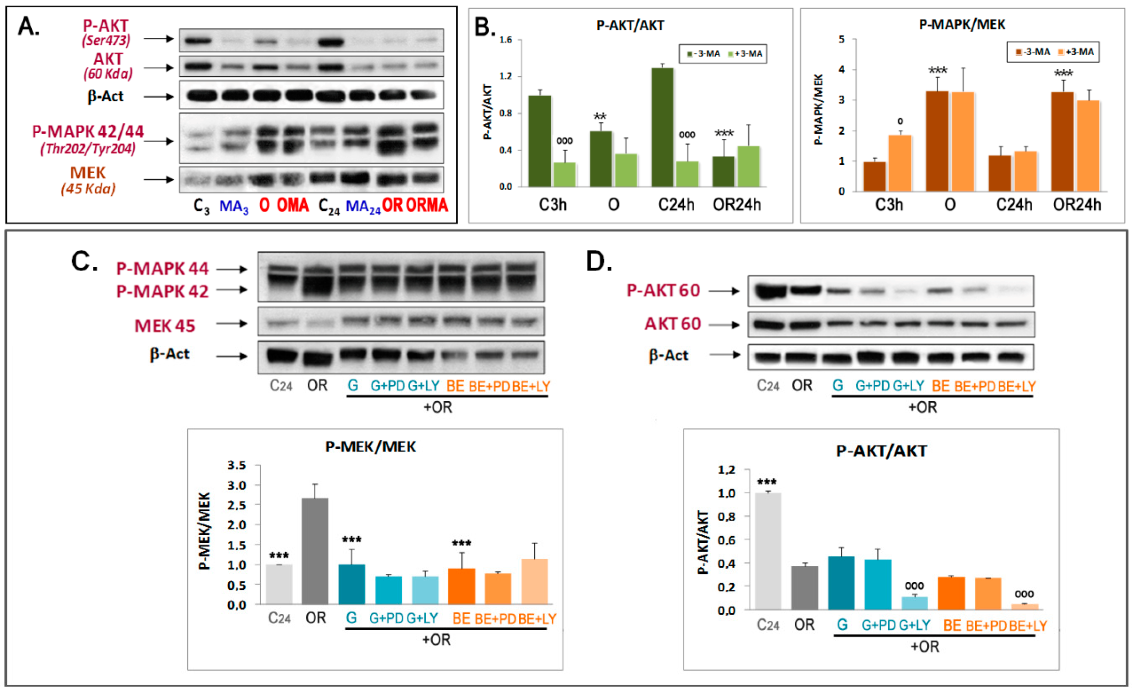 Antioxidants 09 00545 g005