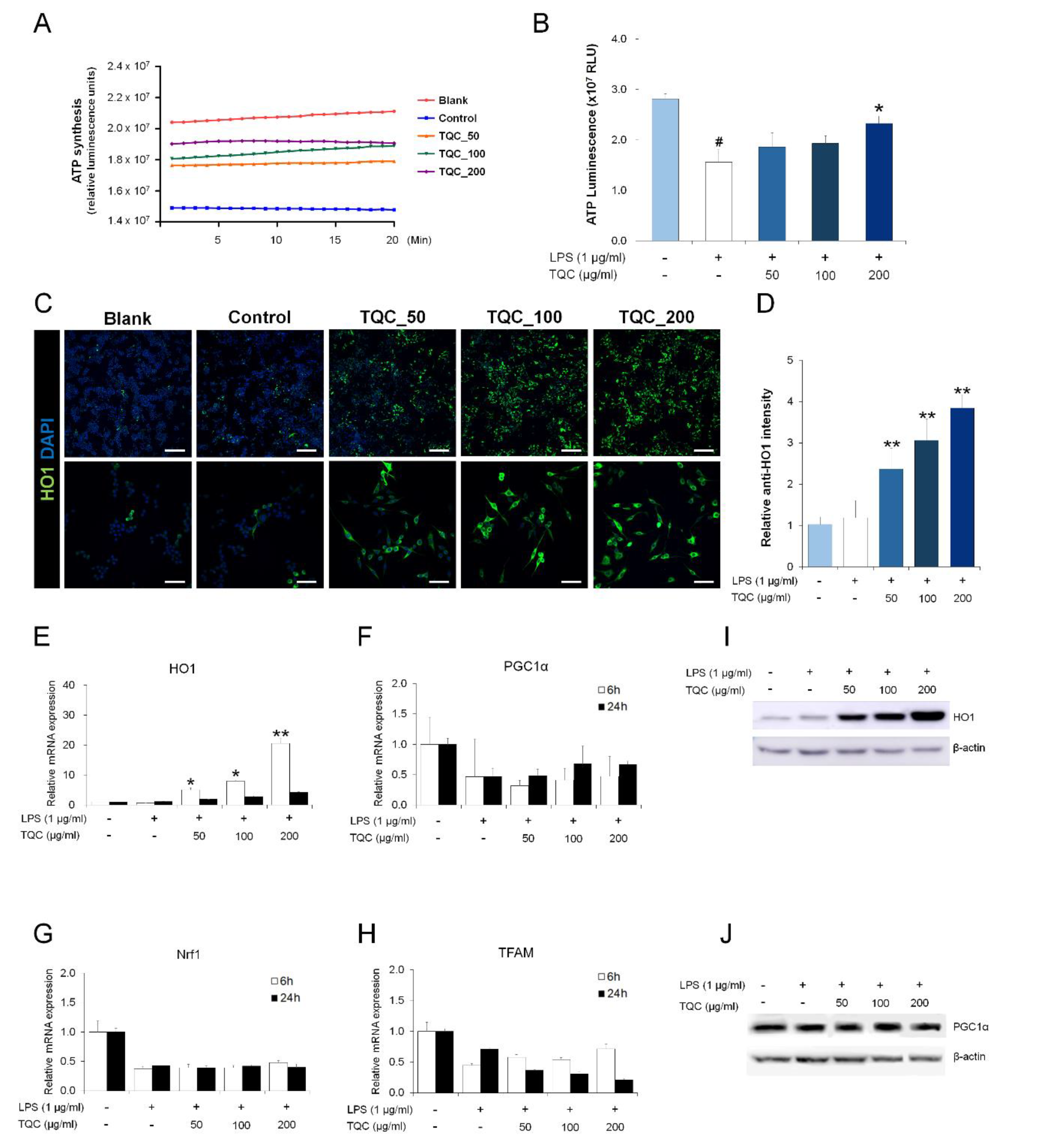 Antioxidants 09 00548 g004