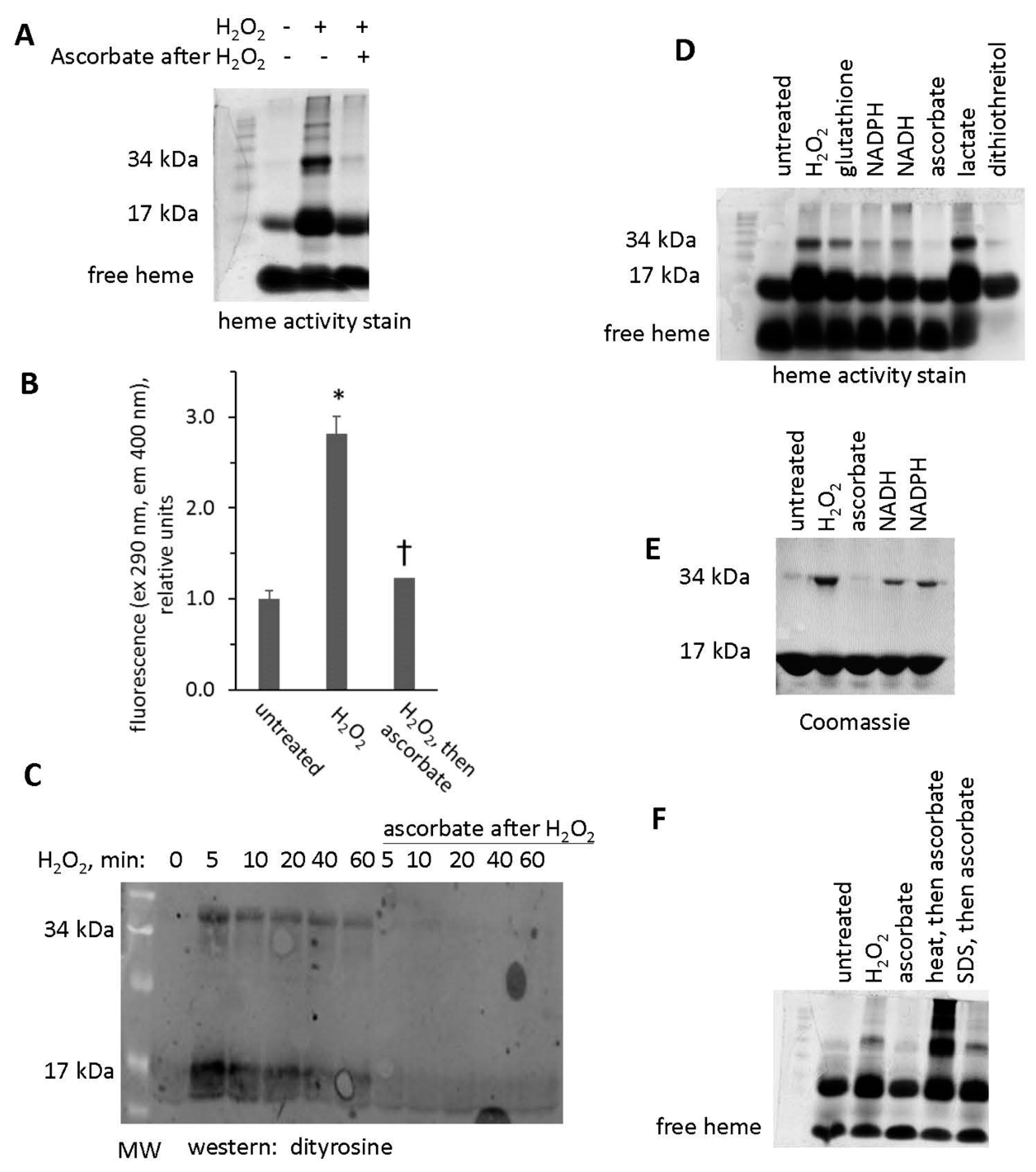 Antioxidants 09 00549 g009