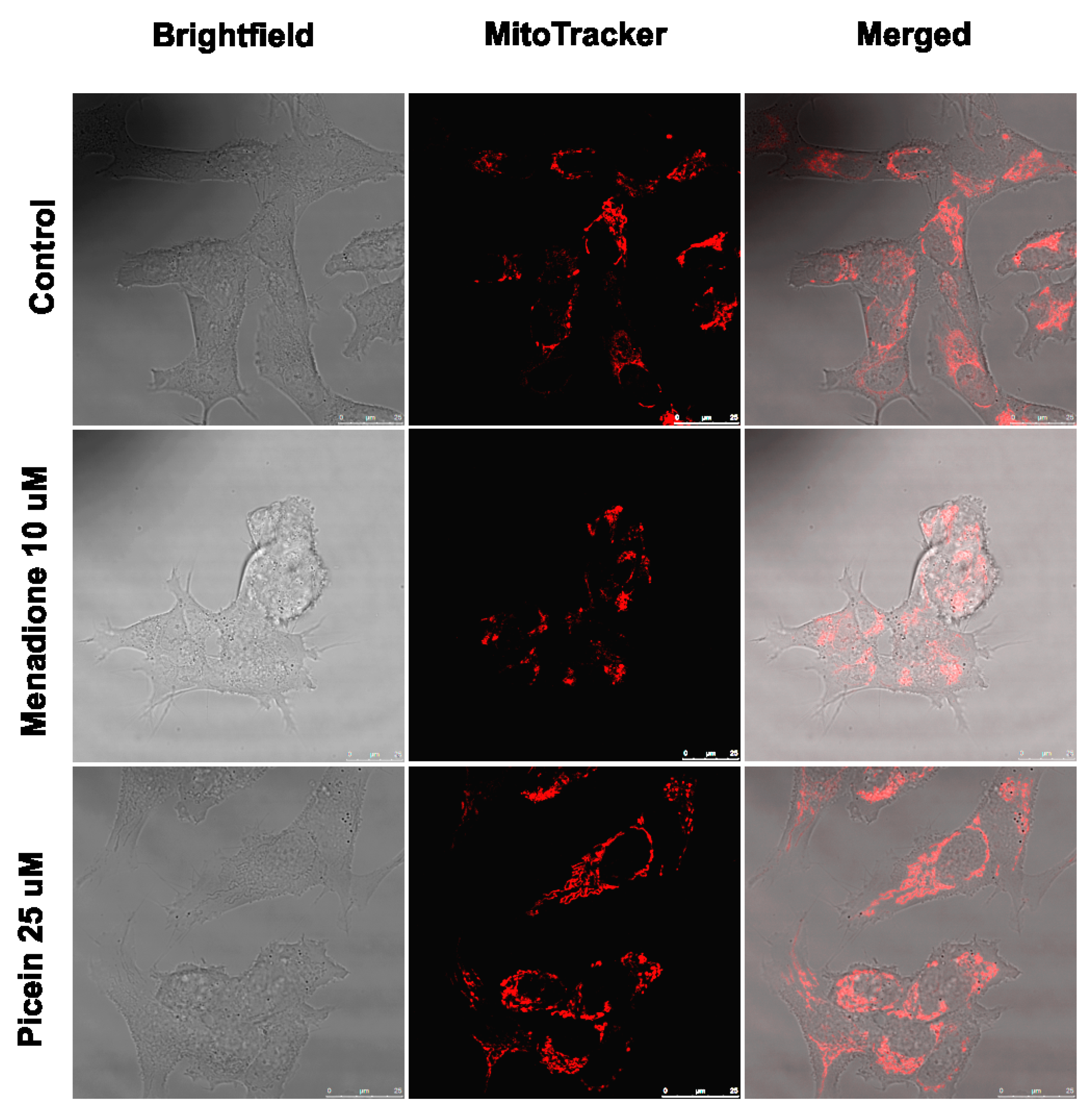 Antioxidants 09 00552 g007 Antioxidants 09 00552 g007