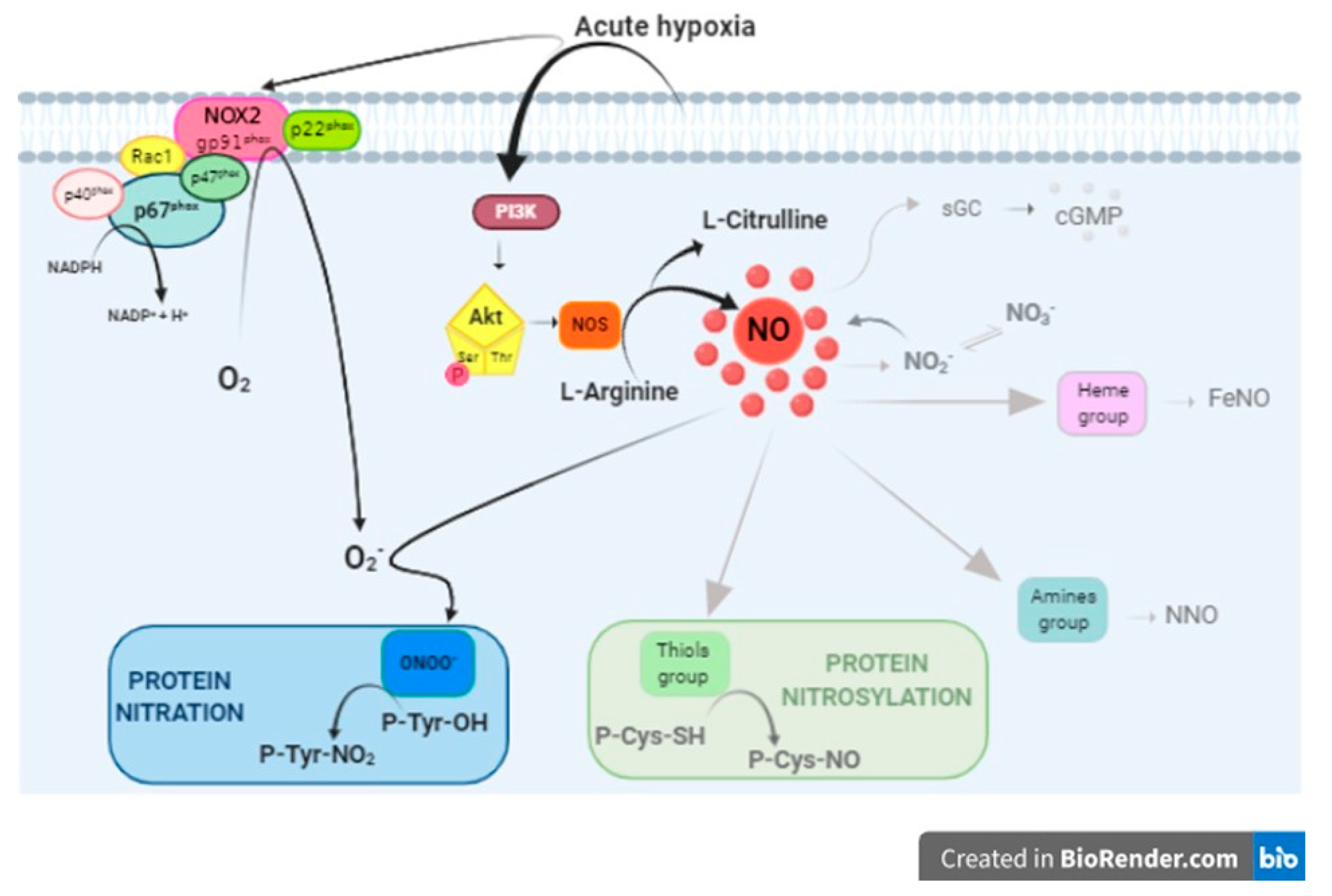 Antioxidants 09 00555 g007