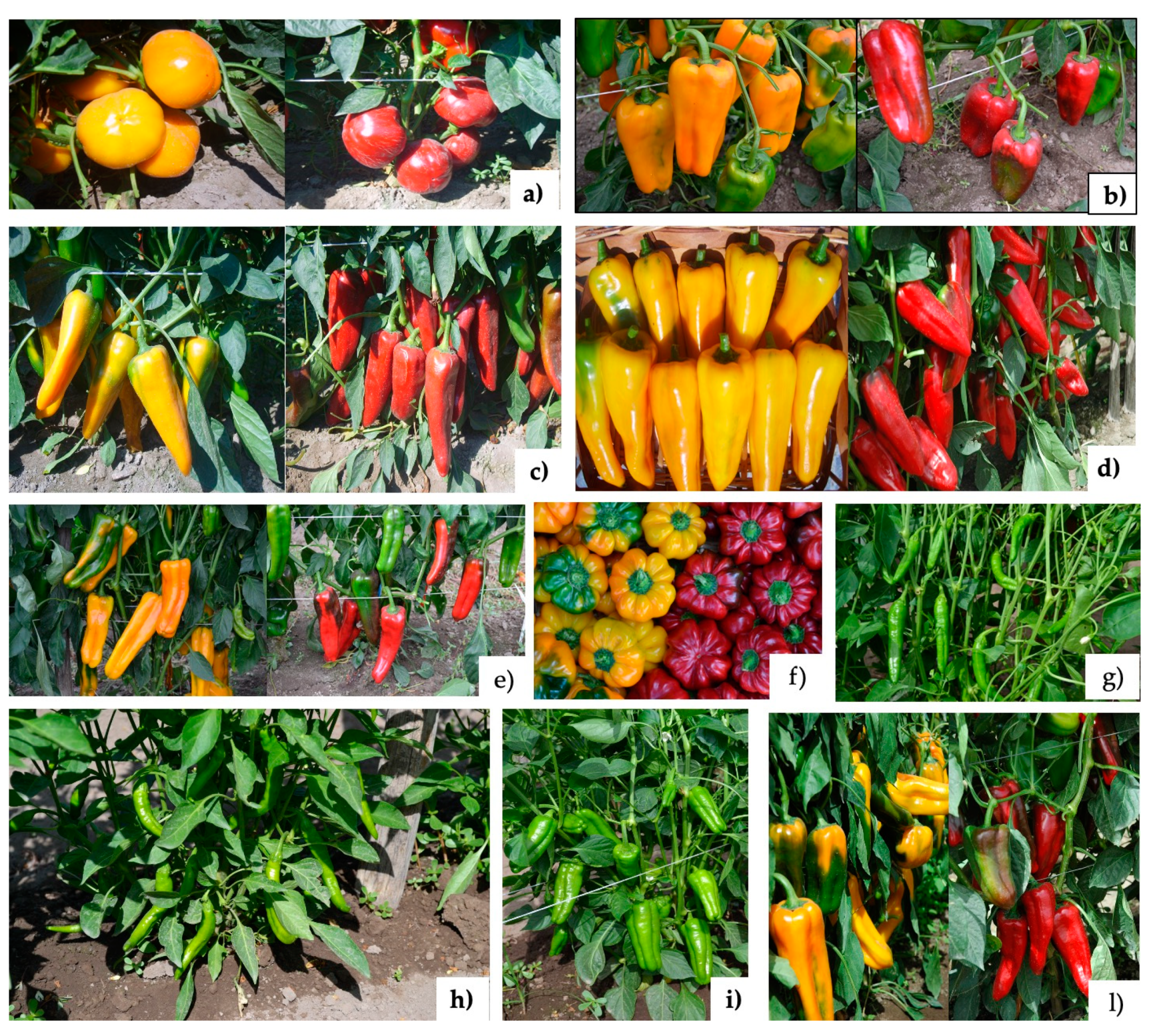 Antioxidants 09 00556 g001